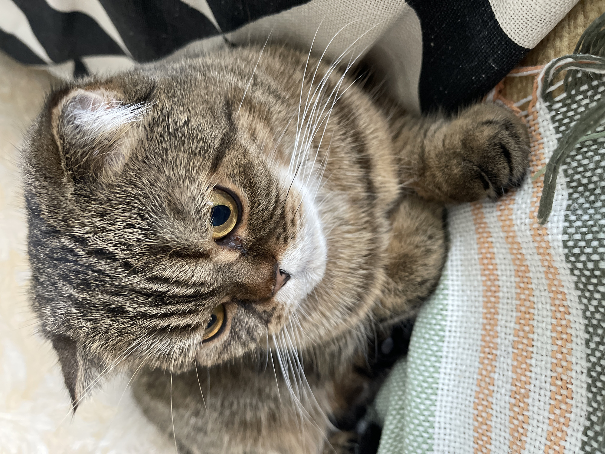 This is a close-up, eye-level, indoor photograph of a tabby cat lying down. The cat is predominantly brown with darker stripes and has yellow eyes. It is resting on a striped blanket with alternating bands of white, green, and orange. To the right of the cat, a black and white striped fabric is visible. The background is softly blurred and appears to be a light-colored, textured surface. There is no discernible indication of the city of Dzerzhinsk, Russia, or any specific outdoor environment. The image focuses solely on the cat and its immediate surroundings.