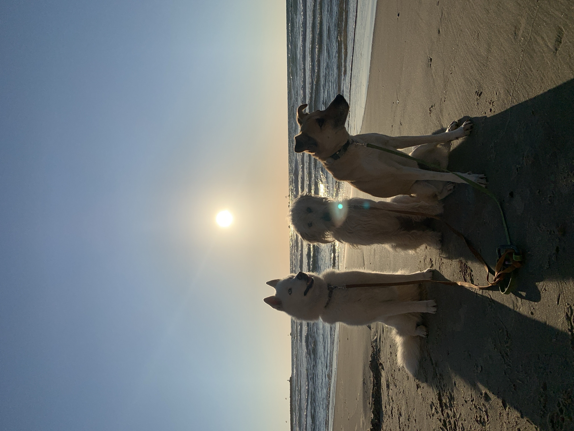 This image captures a serene moment on a sandy beach in Tel-Aviv, Israel, featuring three dogs during either sunrise or sunset. The low sun is bright and prominent in the sky, casting long shadows across the sand, indicative of the early or late hour.
From left to right, the dogs are positioned near the water's edge, looking out towards the ocean and the sun. The foremost dog on the left is a white, husky-like canine with striking light blue eyes, looking upwards. Beside it sits a smaller, shaggy light-brown dog, its face partly obscured by sun flare, gazing towards the bright horizon. Further to the right, a larger tan-colored dog with upright ears sits or lies down, its gaze directed towards the breaking waves of the sea. All three dogs are wearing leashes; a green leash is visible on the largest dog, and a brown one on the white dog.
The sky above is clear, showing a gradient from a bright, sunlit hue near the horizon to a softer blue higher up. Gentle waves ripple onto the shore, reflecting the warm, golden light. The overall atmosphere is peaceful and calm, with the dogs seemingly observing their surroundings. No people or visible text are present in the image.