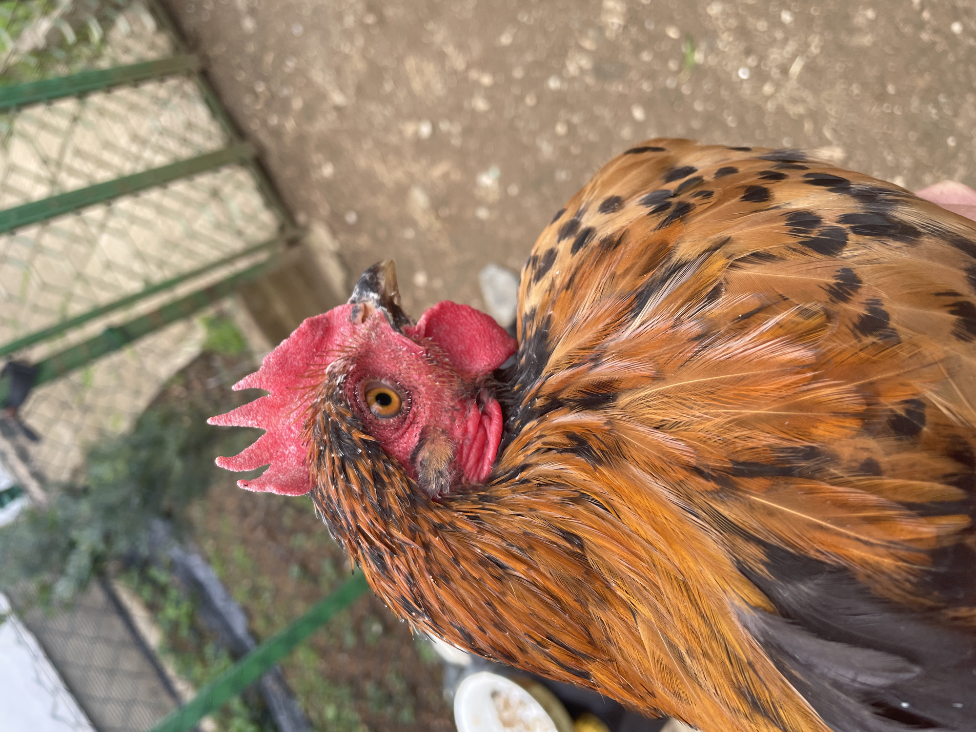 A close-up, high-angle shot depicts a golden-brown rooster with a red comb. The rooster has brown and black spotted feathers. The background shows a patch of dirt and some green painted metal. The location is Zlatograd, Bulgaria.