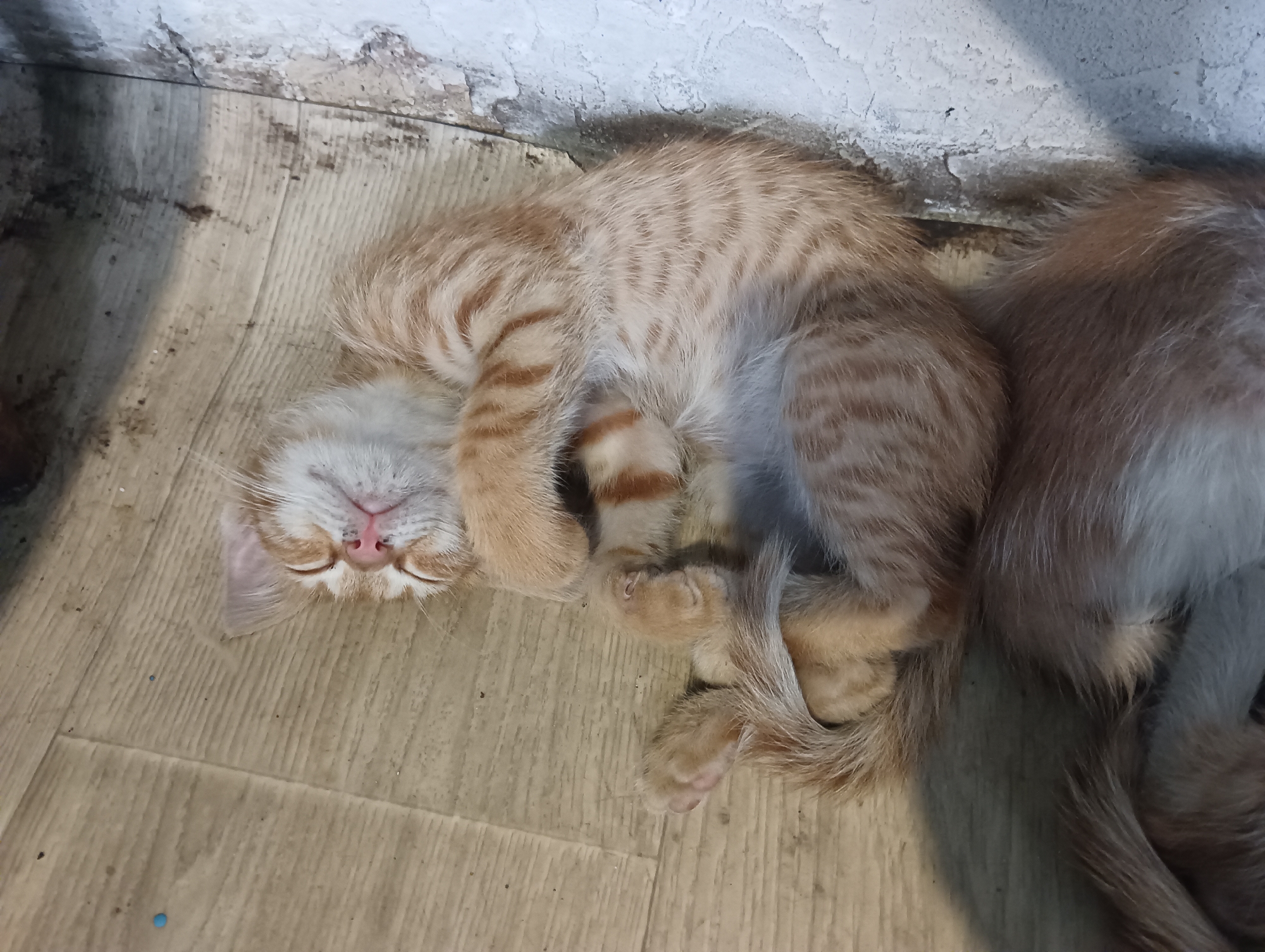 In Sahaidachne, Ukraine, an orange tabby kitten is sleeping curled up on a light-colored wooden floor, nestled against another furry animal. The kitten's eyes are closed, its paws are tucked in, and its tail is wrapped around its body. The wall behind the animals is rough and textured, appearing to be made of concrete or plaster, with some visible damage and discoloration. The floor is made of wooden planks with visible grain and scattered dark specks, possibly dirt or debris. The lighting suggests an indoor setting.