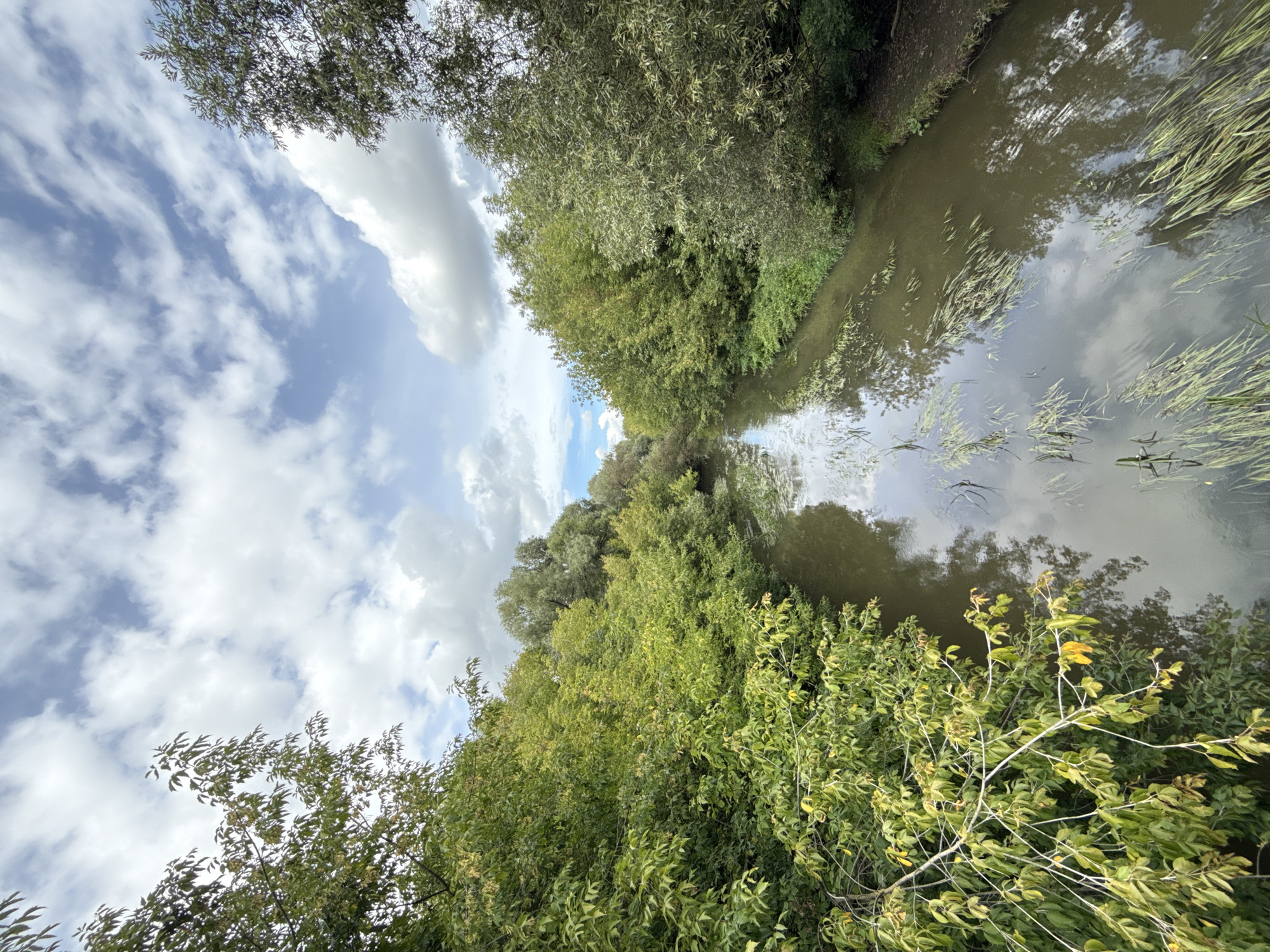 The image depicts a narrow, calm river flowing through a dense forest. The riverbanks are lined with lush green trees and foliage, with some branches reaching out over the water. The water is murky and reflects the cloudy sky and surrounding trees. Aquatic plants are visible floating on the surface. The sky is partially cloudy with a mix of white cumulus clouds and blue sky. The overall impression is a serene natural landscape. Without any external cues or landmarks, it is impossible to determine the specific location within the city of Moscow, Russia.