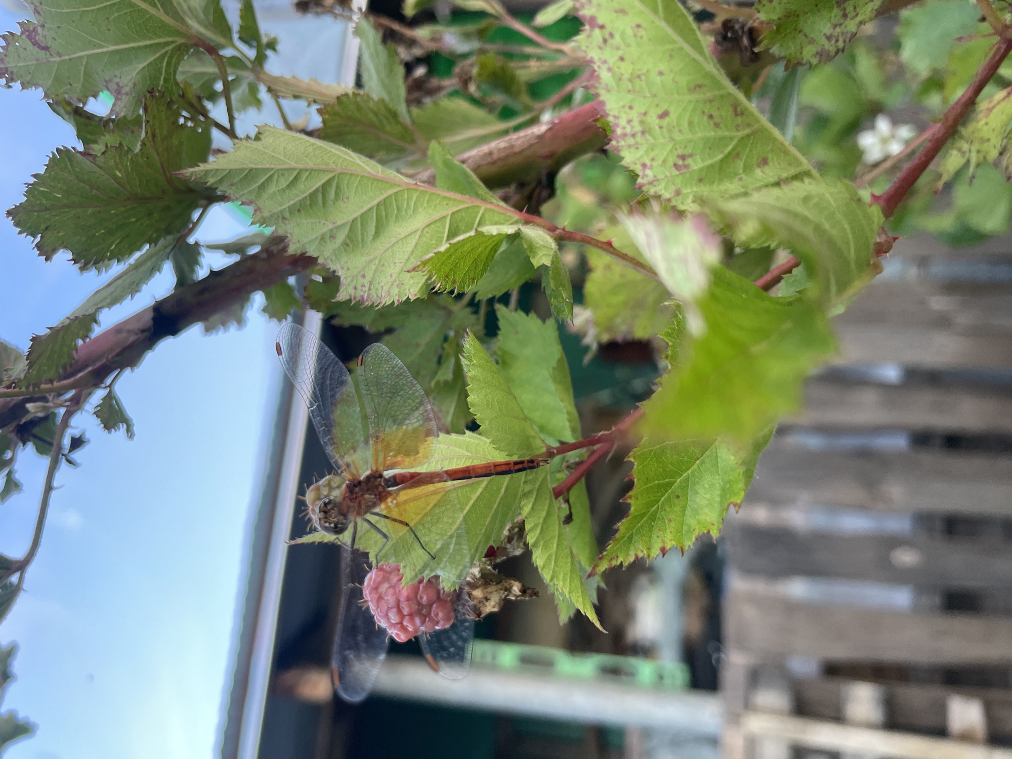 An extreme close-up shot captures a dragonfly with transparent wings and a red and yellow body perched on a green leaf of a raspberry bush. A single, ripe raspberry, showing a cluster of small drupelets, is visible to the left of the dragonfly. The background is blurred, but suggests an outdoor setting with a wooden fence and a hint of a building structure. The sky is visible in the upper portion of the image, appearing overcast or hazy. The scene appears to be in a garden or natural outdoor environment.