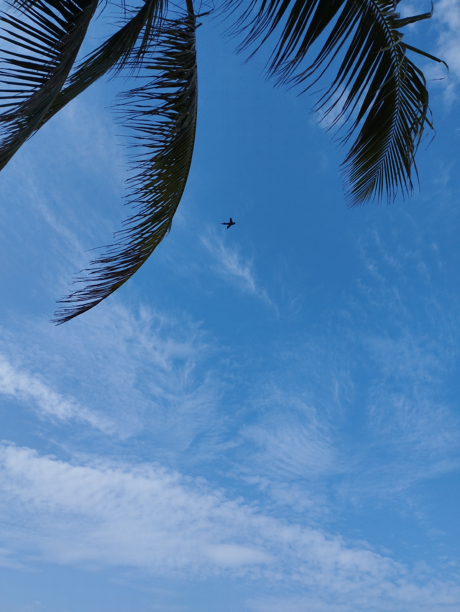 A low-angle shot captures a clear blue sky with thin, wispy clouds. Two palm fronds, dark green and feathery, hang from the top edges of the frame, casting shadows and creating a partial canopy. In the middle of the sky, a small, dark silhouette of a bird in flight is visible. The scene suggests an outdoor environment, possibly a tropical or coastal area, given the palm fronds. The lighting indicates it is daytime, with the sun likely overhead.