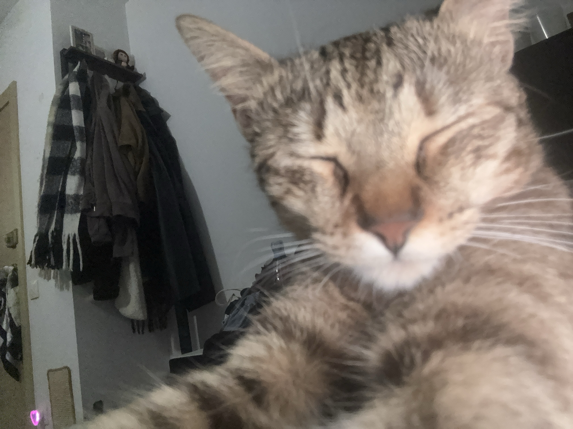 A close-up, slightly blurred image shows a tabby cat with its eyes closed. The cat is light brown with darker brown markings. In the background, a coat rack holds several coats and a scarf. There is also a small figurine on the rack. The location in the city of Barcelona, Spain, is not discernible from the image.