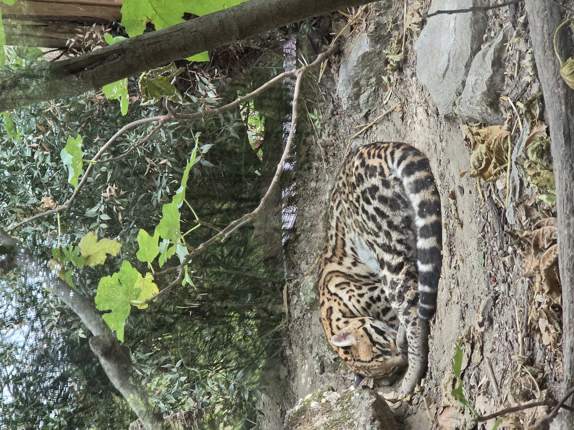 A wild cat, likely an ocelot, is sleeping curled up in a dirt enclosure. The cat has a spotted coat of brown, black, and white. It is resting its head on its paws. The enclosure appears to be part of a zoo or wildlife park, with foliage and rocks visible. The setting is lush and green, with trees and plants forming a backdrop. The lighting suggests it is daytime. This scene is located at the Parco Natura Viva zoo in Bussolengo, Italy.