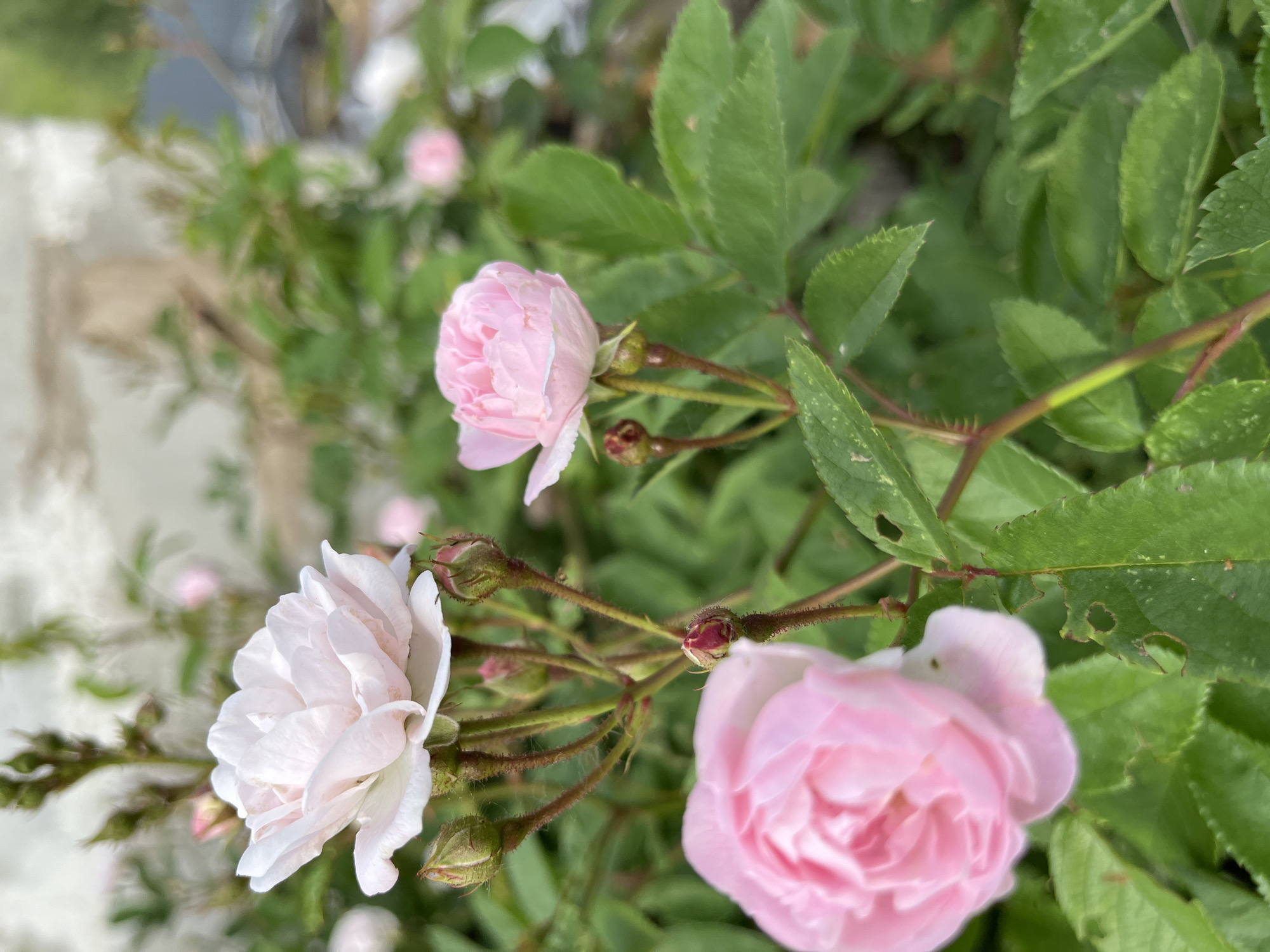 This is a close-up, eye-level, outdoor photograph of pink roses in bloom. The focus is on the flowers and their stems, with a background of green leaves and a blurred white wall. There are at least three visible rose blooms, one large and out of focus in the foreground to the left, a medium-sized rose in focus in the upper left, and a smaller rose in focus to the right. Several rose buds are also visible. The image appears to have been taken during the day in a garden setting, likely in the city of Olkhovka, Russia.