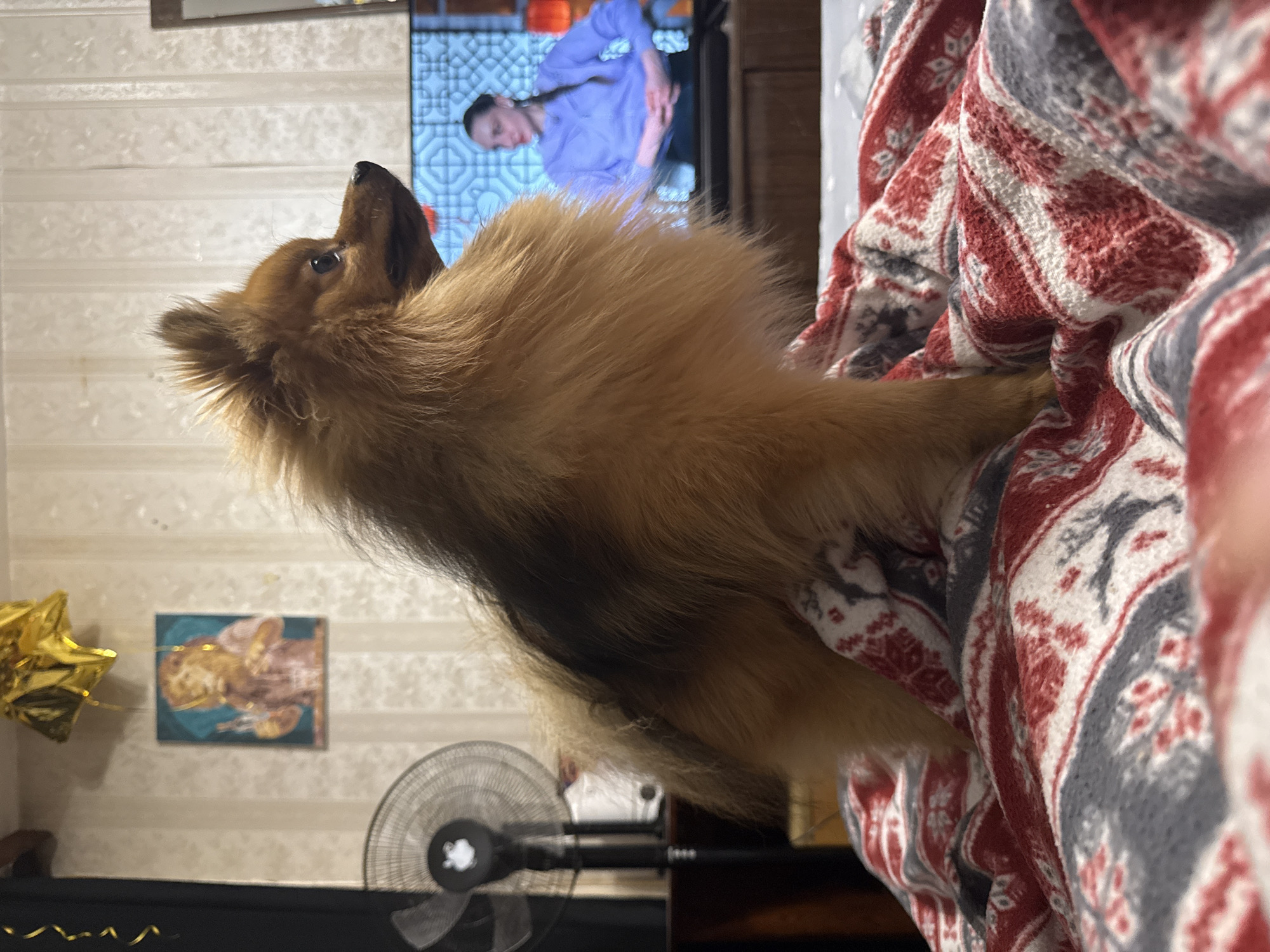 The image shows a small, long-haired dog, likely a Pomeranian or similar breed, sitting on a red and gray patterned blanket. The dog is looking upwards and to the left. In the background, a television is visible, showing a person with long hair, wearing a blue shirt. Other background elements include a striped wall, a painting, a gold star balloon, and a black oscillating fan.