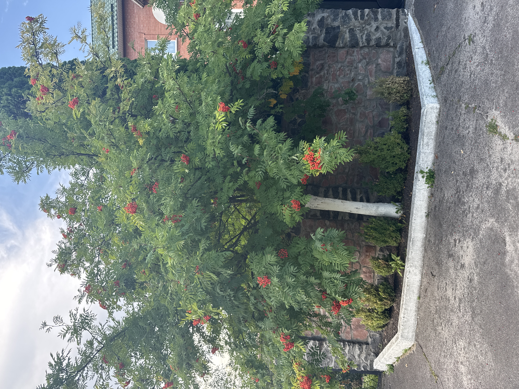 A large mountain ash tree with bright red berries is positioned in front of a stone wall. The tree's trunk is partially white. Several small green bushes are planted along the base of the wall, in front of a concrete curb. The ground in front of the curb is paved with asphalt. In the background, a portion of a brick building with a green roof is visible. The sky is cloudy. This scene is located in the city of Pohreby, Ukraine.