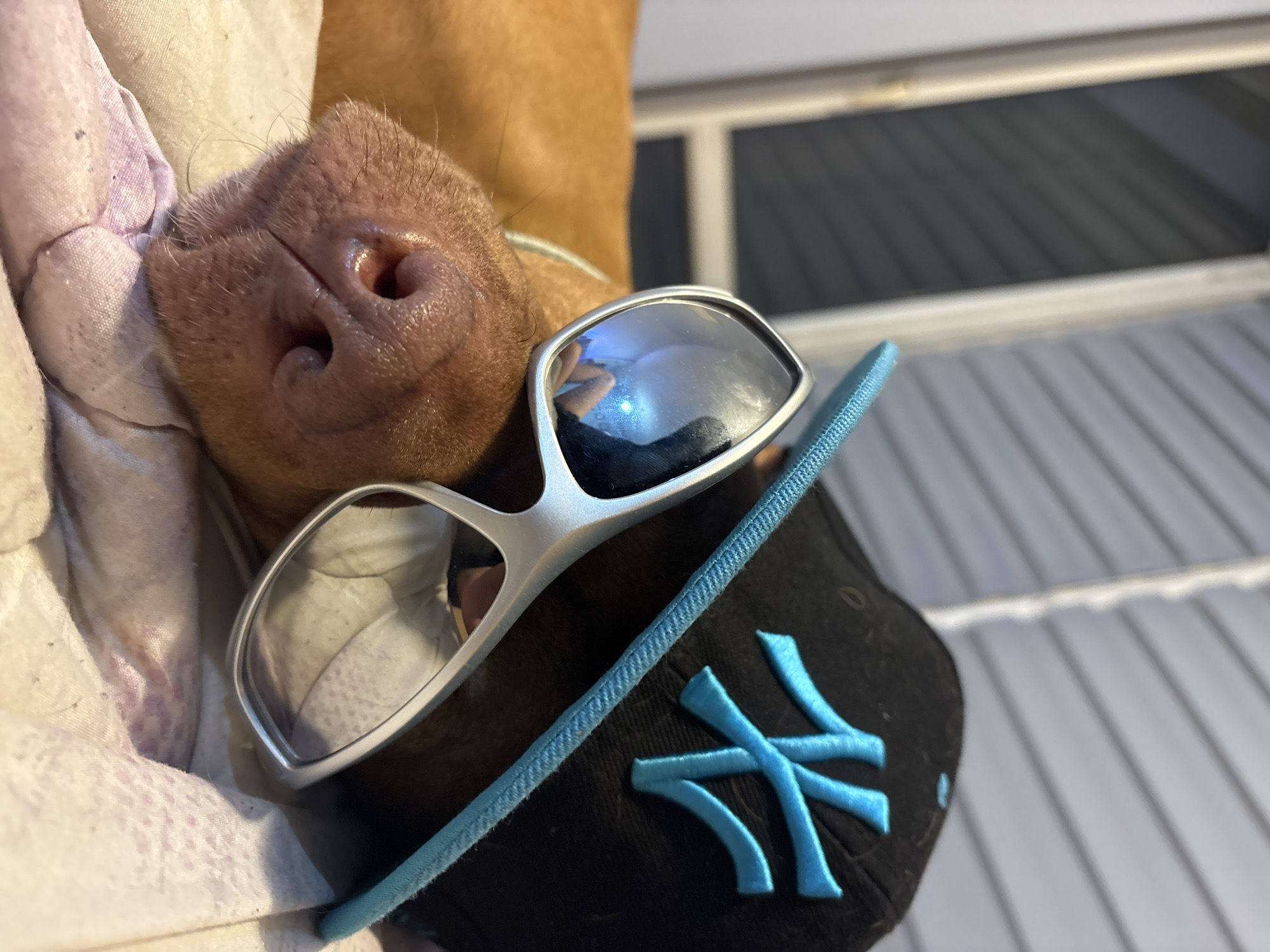 A close-up shot features a dog's snout resting on a white cloth with a purple pattern. Sunglasses with a silver frame rest on a black baseball cap with a light blue New York Yankees logo. The background shows a light-colored paneled wall. There is no evidence to suggest the location is Sofia, Bulgaria.