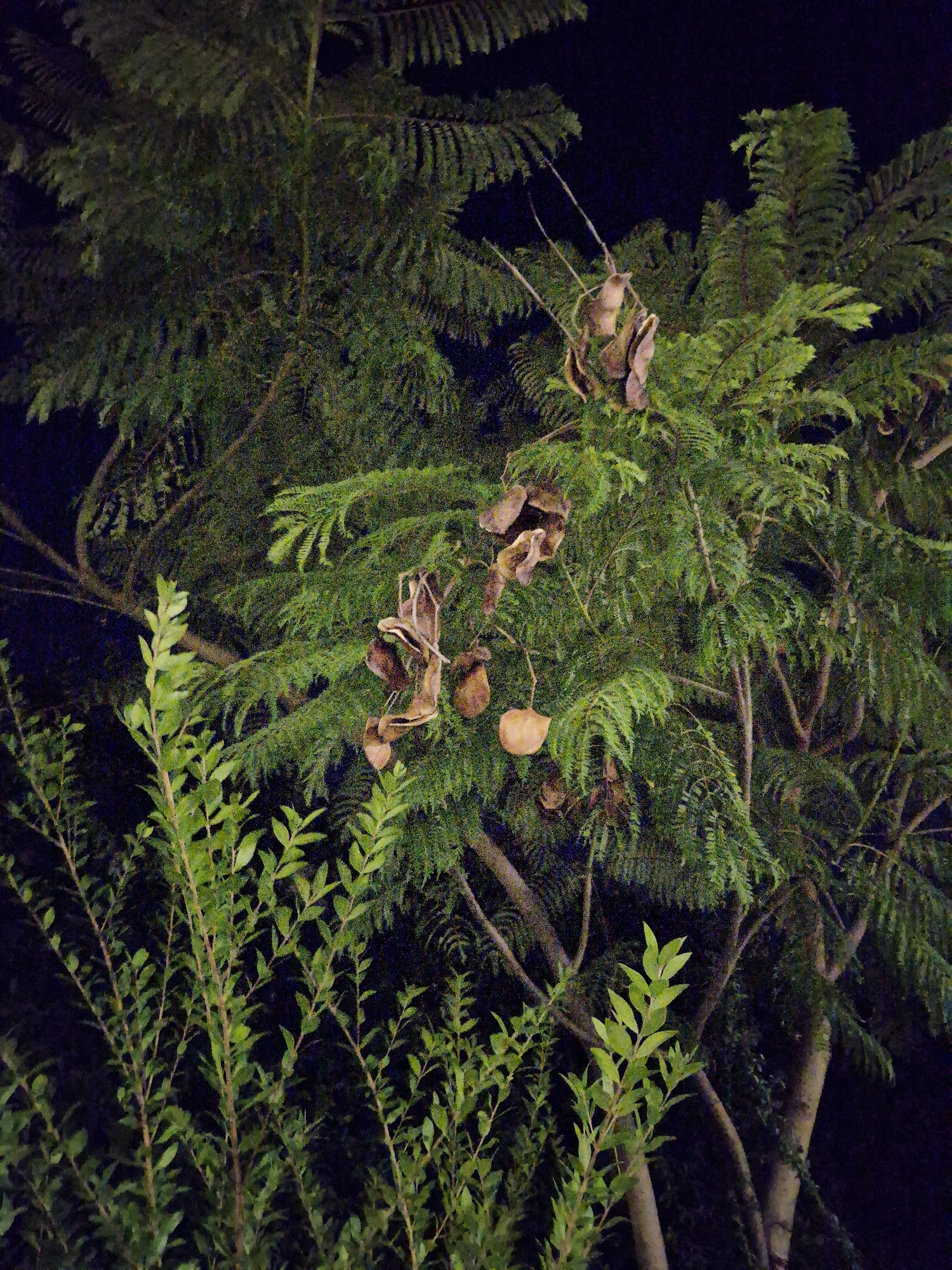 The image shows a close-up view of a tree with dark green foliage and brown seed pods hanging from its branches. The background is dark, suggesting it was taken at night or in a dimly lit area. In the foreground, there is another plant with bright green leaves. The image does not contain any people or specific landmarks that would indicate a location in Taranto, Italy, or any other city. The scene is natural and appears to be outdoors.