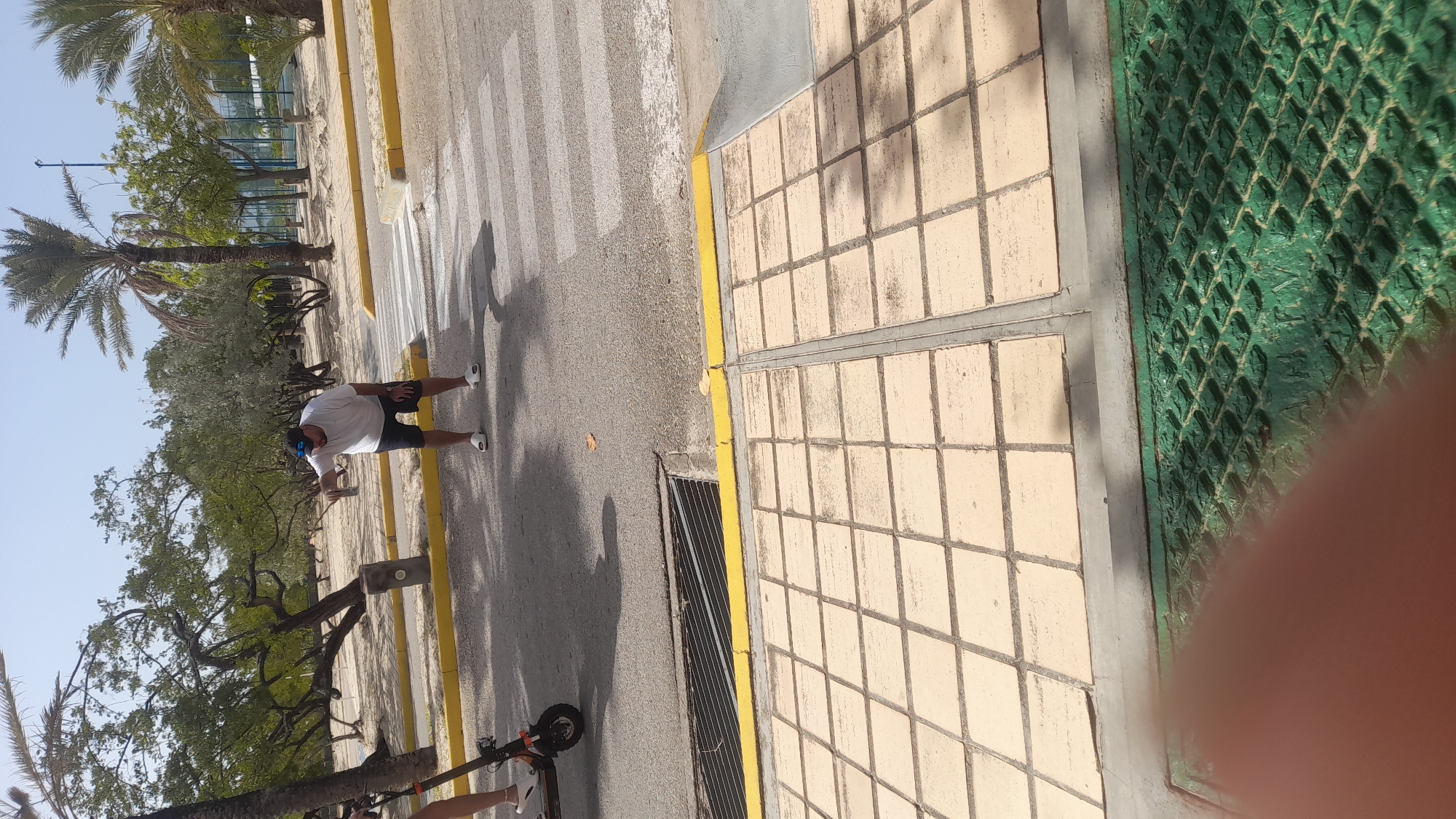 The image, correctly oriented, captures an outdoor scene under bright daylight. The primary subject is a man, dressed in a white t-shirt, dark shorts, a cap, and sunglasses, and white sneakers, standing on a paved surface. He is holding a smartphone or similar small object in his right hand and appears to be looking down at it.
An electric scooter is partially visible in the lower left portion of the frame, positioned on the asphalt. The setting includes a street with a clearly marked pedestrian crosswalk, characterized by white stripes. A vibrant yellow curb delineates the edge of the street from an adjacent sidewalk composed of light-colored, square-patterned tiles. A drainage grate is visible at the edge of the road near the curb. To the right, a textured green surface, possibly a fence or ground covering with a diamond-like pattern, is present.
The background features abundant greenery with various trees, including several tall palm trees and other leafy trees, suggesting a warm climate. The sky is bright and clear blue. Strong shadows are cast on the ground, indicating direct, intense sunlight, typical of mid-day or early afternoon. The scene depicts a public outdoor area, likely a path or road alongside a park or green space, in a location like Pedro González, Venezuela. No discernible text is visible in the image.