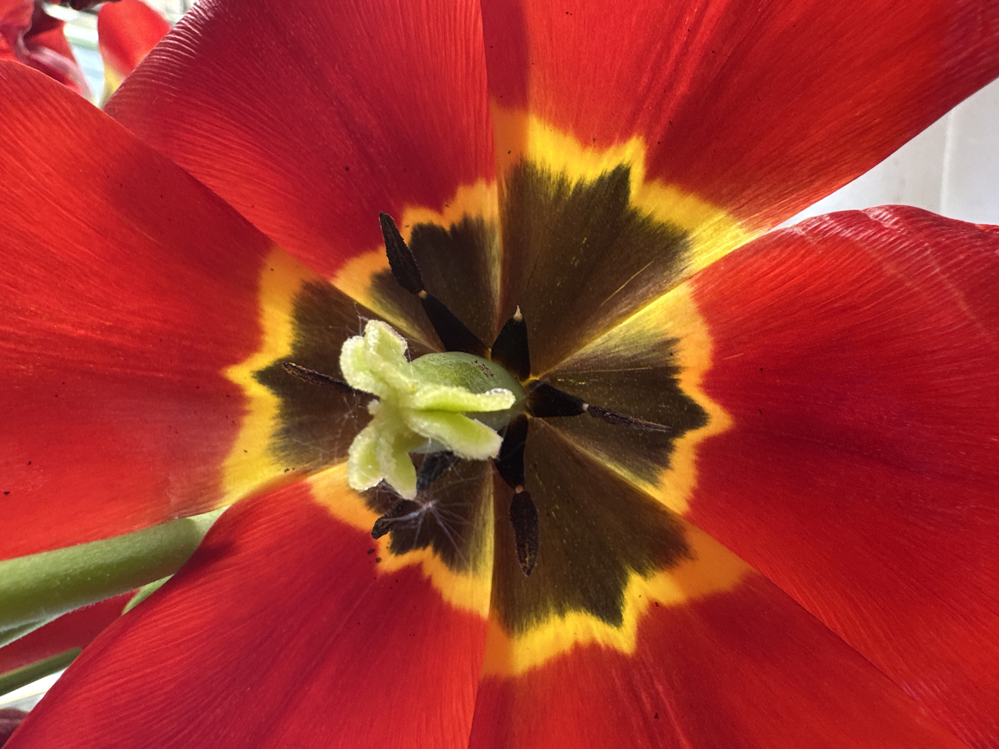 The image is a close-up shot looking into the center of a red tulip flower. The petals are a vibrant red with a striated texture. The center of the flower has a dark brown/black area surrounded by a yellow ring. The pistil is visible as a light green, star-shaped structure in the very center, and several dark stamens are also visible. There are no people present in the image. There is no indication of the location being Nizhny Novgorod, Russia. The environment is undefined, but the close-up nature of the image suggests an indoor setting.