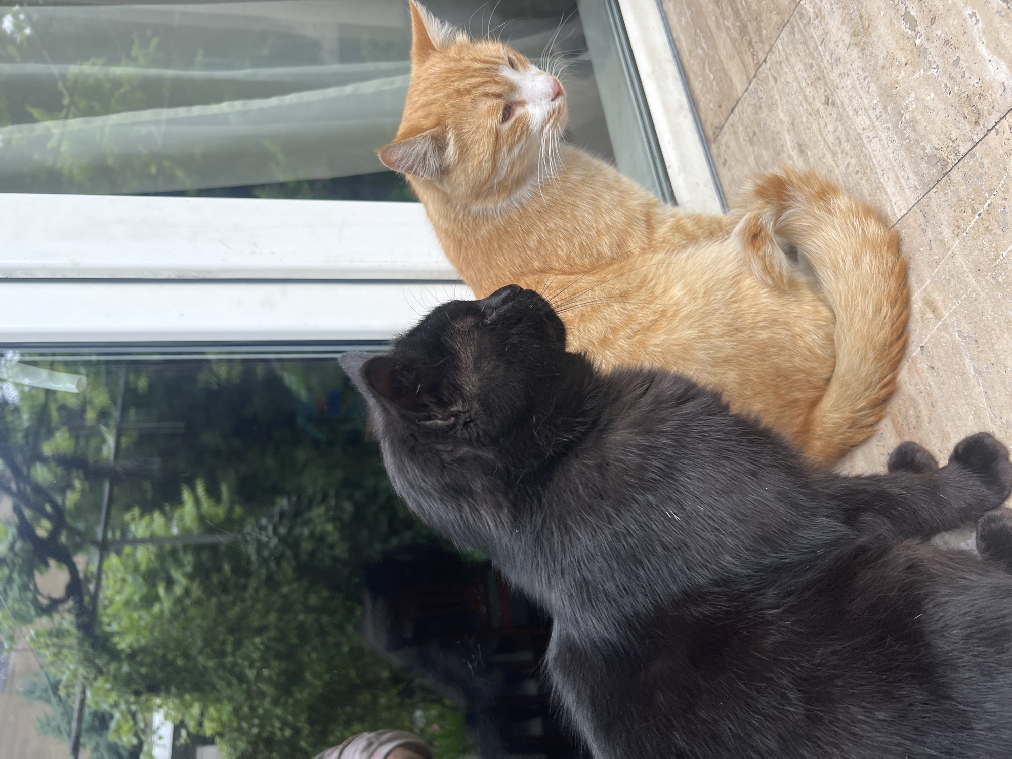 Two cats are resting on a surface near a window. The cat on the right is orange and white, looking upwards. The cat on the left is black, looking up at the orange cat. The surface appears to be tile or stone. Through the window, green foliage is visible. The location is Yerevan, Armenia.