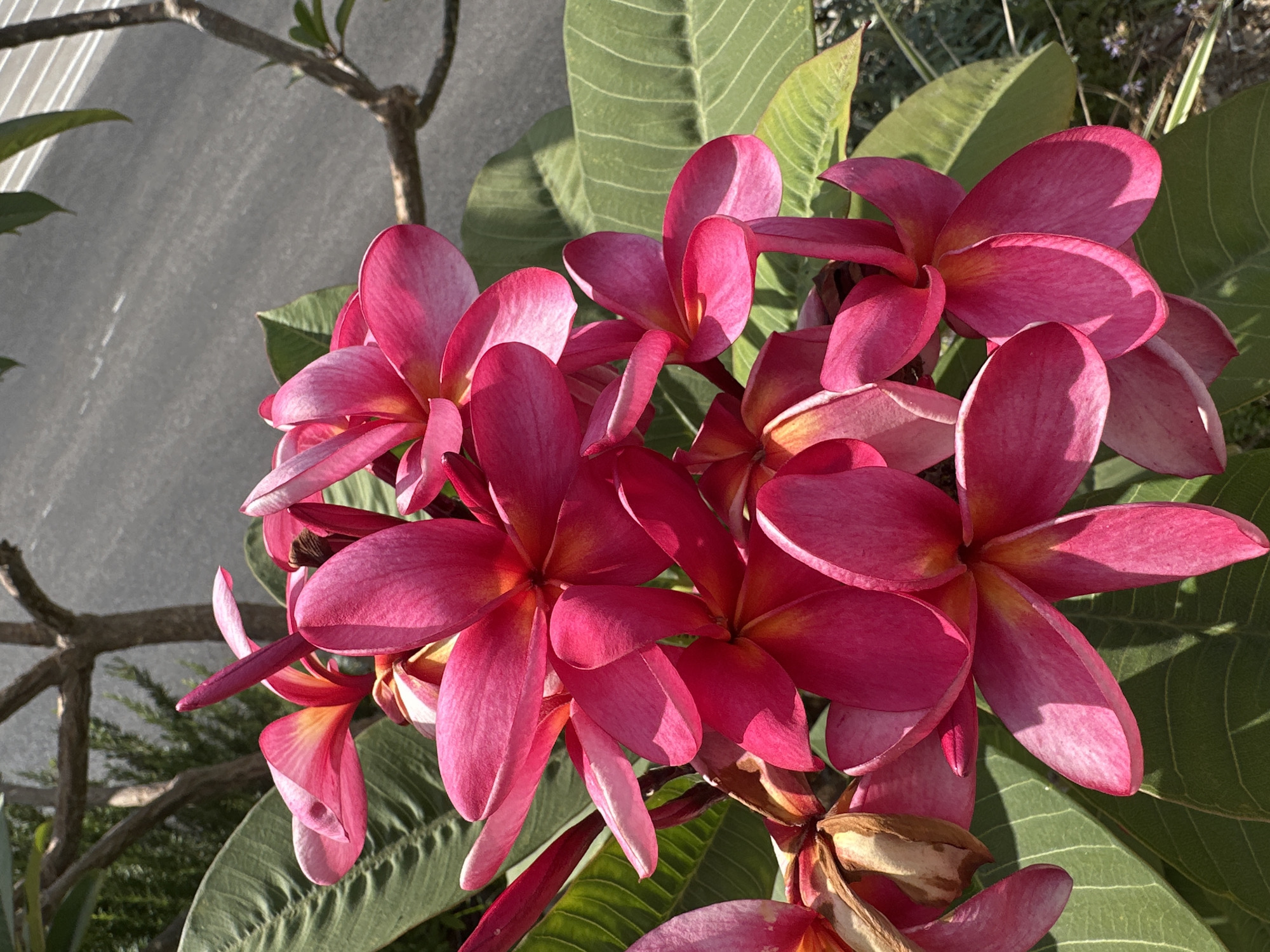 A close-up, high-angle shot showcases a cluster of vibrant pink plumeria flowers in full bloom, set against a backdrop of lush green leaves. Sunlight illuminates the delicate petals, casting soft shadows and highlighting the intricate textures of the flowers. In the background, a textured gray surface, possibly a road or pathway, is visible, with a portion of a tree trunk and branches overhead. The overall scene suggests an outdoor setting in a warm climate, likely a garden or park. While the specific location in Haifa, Israel, is not visually discernible from the image itself, the presence of plumeria flowers is common in the Mediterranean climate of the region.