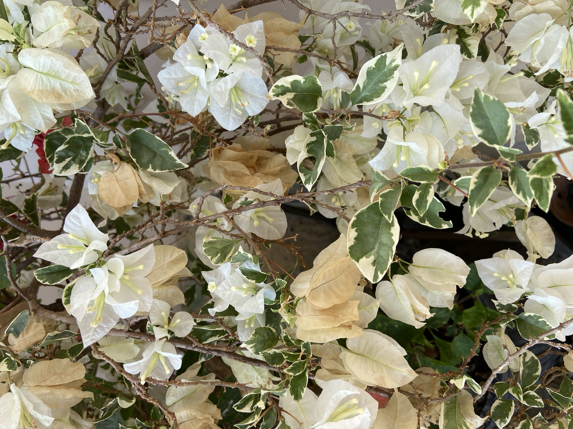 The image is a close-up, overhead shot of a bougainvillea plant. The flowers are predominantly white with some yellowish centers, interspersed with variegated green and white leaves. Several dried, brown bougainvillea bracts are also visible among the fresh blooms. The branches are thin and brown, with small thorns. The background is out of focus but appears to be a light-colored wall. There are no people or animals in the image. The scene is likely located in Margorejo, Indonesia, given the context provided, and depicts a common ornamental plant found in tropical and subtropical regions.