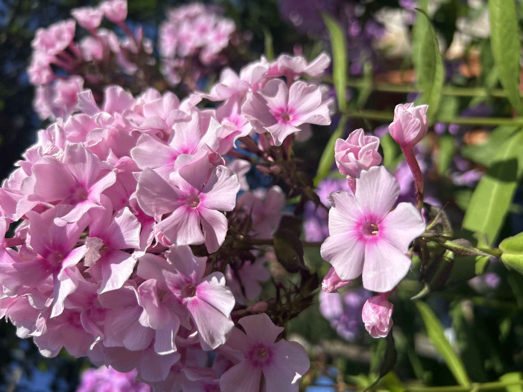A close-up, vertical, eye-level shot captures a cluster of pink phlox flowers in bloom. The flowers are in sharp focus in the foreground, with individual petals displaying delicate textures and lighter edges. Each flower has five distinct petals with a brighter pink center and a small, star-shaped stigma. Some buds are visible, including one on a stem with a reddish hue. The background is softly blurred, showing more flowers in shades of pink and purple, along with green foliage and a hint of blue sky. The lighting suggests it is daytime, with sunlight highlighting the flowers. The scene is outdoors, likely in a garden or natural setting. There are no people or animals visible in the image. The location in the city of Калицино, Russia, is not discernable from the image itself.