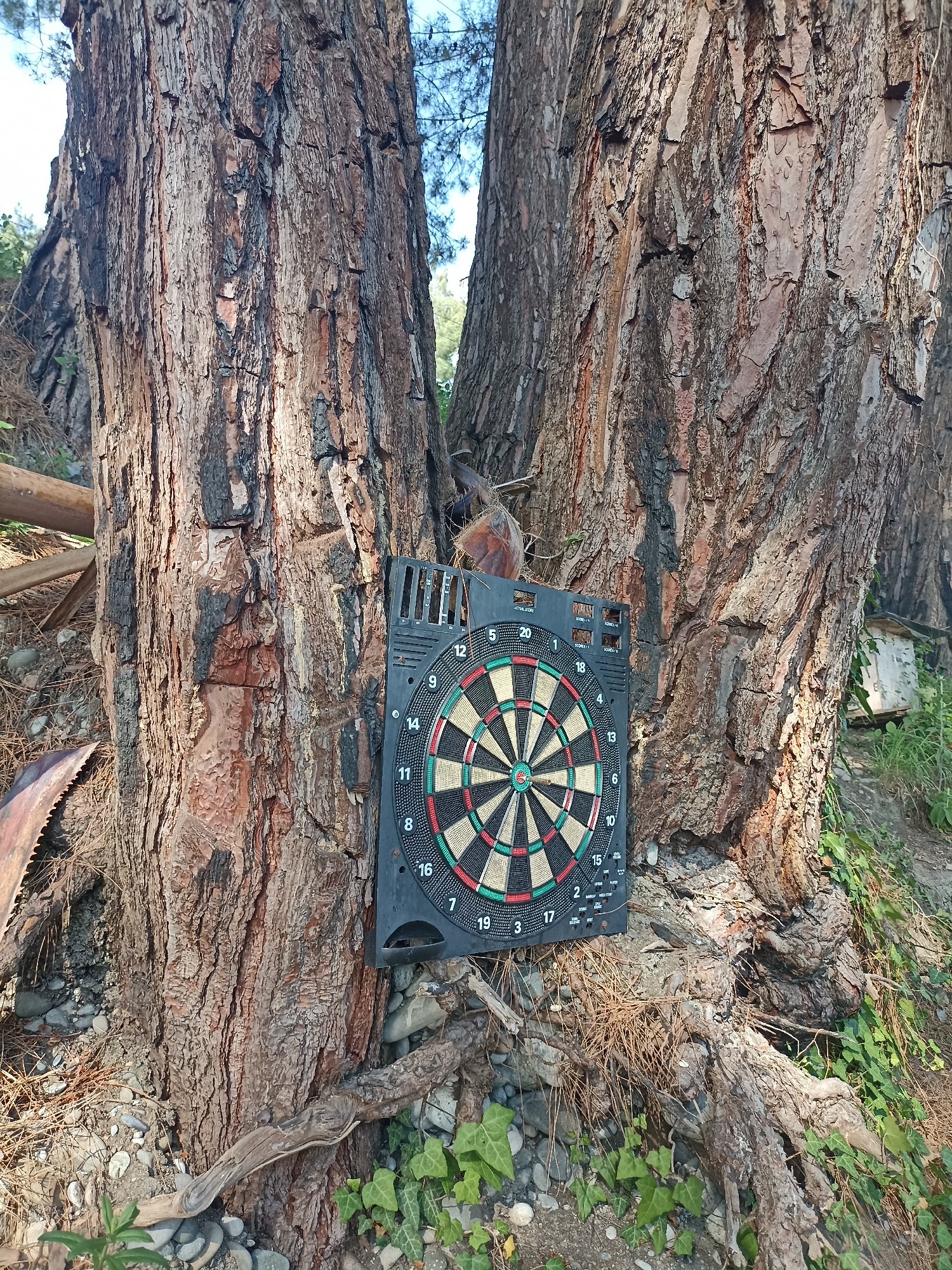 A dartboard is mounted on the rough bark of a large tree in a natural outdoor setting, likely Sochi, Russia. The dartboard is black with a colorful target in the center, and a dart is embedded in it. The tree appears to be a pine, with thick, textured bark and exposed roots. Surrounding the tree are loose stones, dried pine needles, and green ivy. In the background, more trees are visible, suggesting a forested area. Sunlight filters through the leaves, indicating it's daytime. The overall impression is a rustic and somewhat whimsical setup for a game of darts in nature. No people are visible.