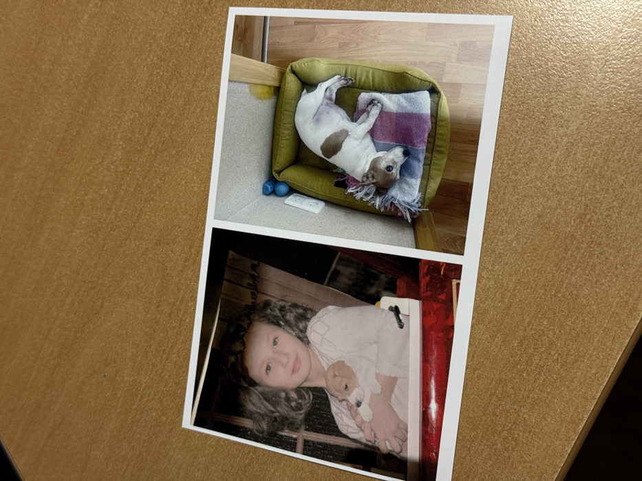 A rectangular photographic print, depicting two distinct images side-by-side, lies diagonally on a light brown wooden surface. The overall scene is located in Kyiv, Ukraine.
The left image shows a young female with light-colored, curly hair and fair skin. She is positioned frontally, looking towards the viewer with a slight smile. She wears a light-colored, textured long-sleeved top. Her arms cradle a very small, light-furred puppy with brown patches, which appears to be resting. The background is dark and indistinct, featuring vertical elements suggestive of an indoor setting, possibly a window frame or wooden slats. A reflective red surface is visible beneath her arms, likely part of furniture.
The right image displays a white dog with prominent brown markings on its back and head, lying on its left side within a green, rectangular dog bed. The dog's head faces towards the left, and its eyes are open. Beneath the dog is a striped blanket with hues of blue, pink, and white. Adjacent to the dog bed, on a light-colored floor, are two blue spherical toys and a white electrical wall outlet. A light-colored wooden beam or furniture element is visible in the upper right background. The room's floor is light-colored wood or laminate, and the walls are light-toned.