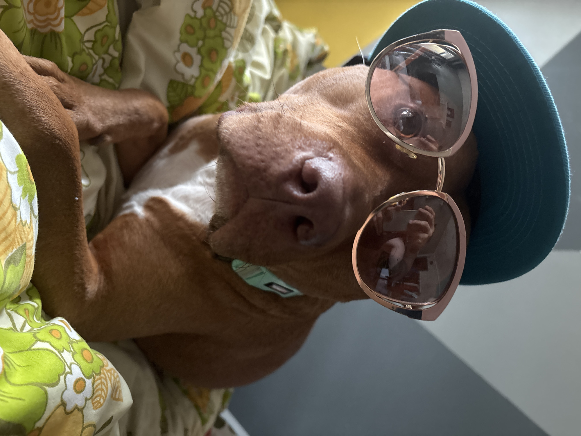 A close-up, slightly rotated indoor photograph captures a brown dog, possibly a Pitbull or similar breed, lying down and whimsically dressed. The dog's head is tilted upwards, wearing a teal blue baseball cap reversed on its head and stylish sunglasses with rose gold frames and reflective lenses.
The dog's fur is predominantly brown, with a visible white patch on its chest and neck. Long whiskers protrude from its snout. A light blue or turquoise collar, featuring a small, rectangular tag, encircles its neck. The dog rests on bedding with a distinct vintage floral pattern, characterized by green leaves and white flowers with orange centers.
Reflections in the sunglasses reveal an indoor setting, including what appears to be the photographer's hand and other interior elements. The lighting indicates it is daytime, with soft, diffuse light illuminating the scene. The overall impression is one of playfulness and relaxation. No discernible text is visible on the dog's accessories or in the immediate background. The context provided indicates the location is Sofia, Bulgaria.