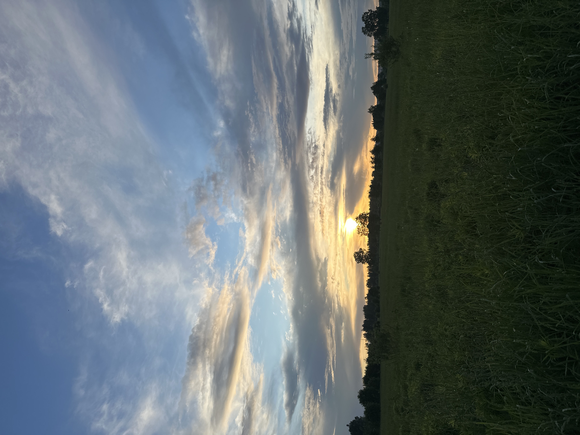 The image depicts a field bordering a line of trees silhouetted against a sunset sky. The sky is filled with layered clouds in varying shades of gray, blue, and gold, with the sun partially obscured behind the trees along the horizon. The field appears to be green and grassy, with the grass becoming darker towards the bottom of the frame. The location cannot be determined to be Shchyolkovo, Russia from the image alone. There are no people visible in the image.