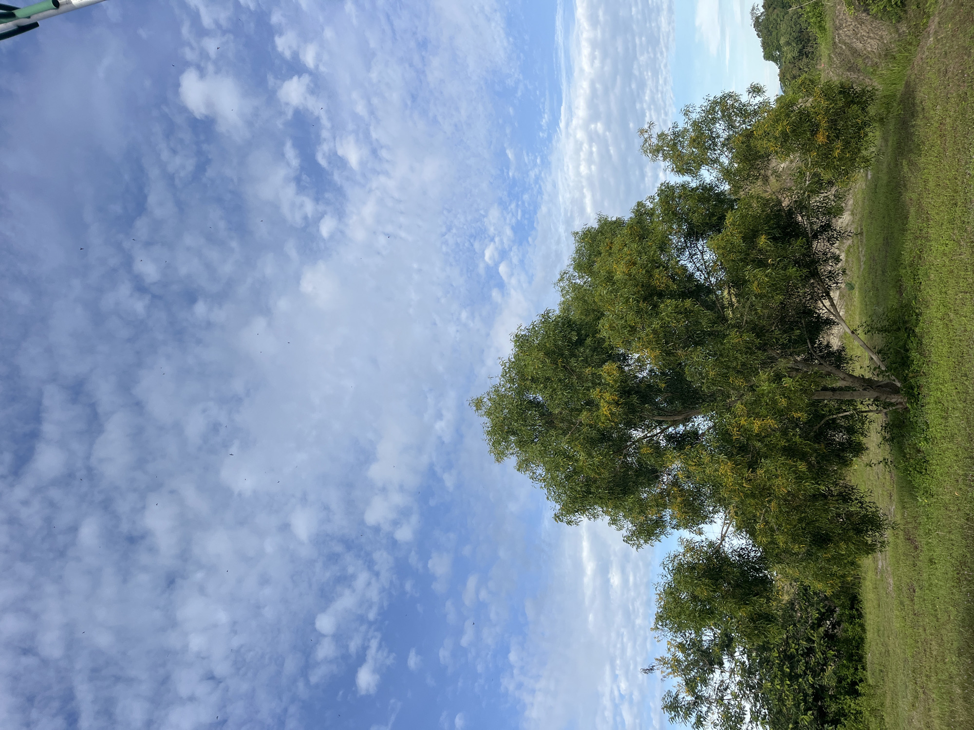 The image depicts a daytime scene in Lhokseumawe, Indonesia. The sky is mostly blue with many small, puffy white clouds, and what appear to be birds flying in the distance. On the right side of the frame, there is a tree with green leaves positioned on a grassy field. The landscape appears to be a blend of grass and trees and is on an elevated area. In the upper left corner, part of a green and white pole is visible.