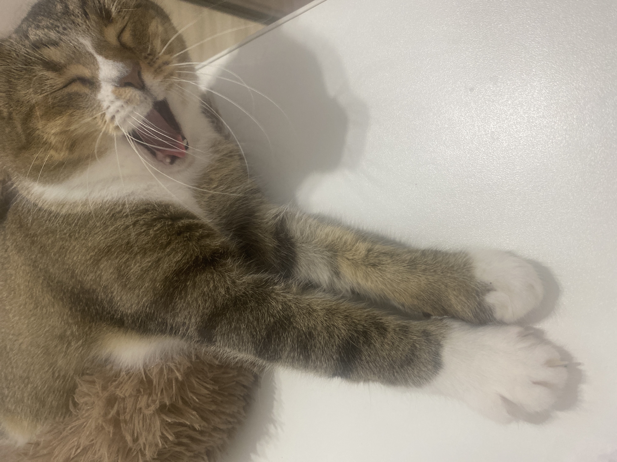 A close-up, overhead shot shows a tabby cat yawning, with its mouth wide open and eyes closed. The cat's fur is a mix of brown, white, and black stripes. Its front paws are resting on a white surface, appearing to be a table or a similar flat object. The background is a plain white surface, out of focus. The scene appears to be indoors, in a domestic setting. No specific location in Novokuybyshevsk, Russia can be determined from the image.