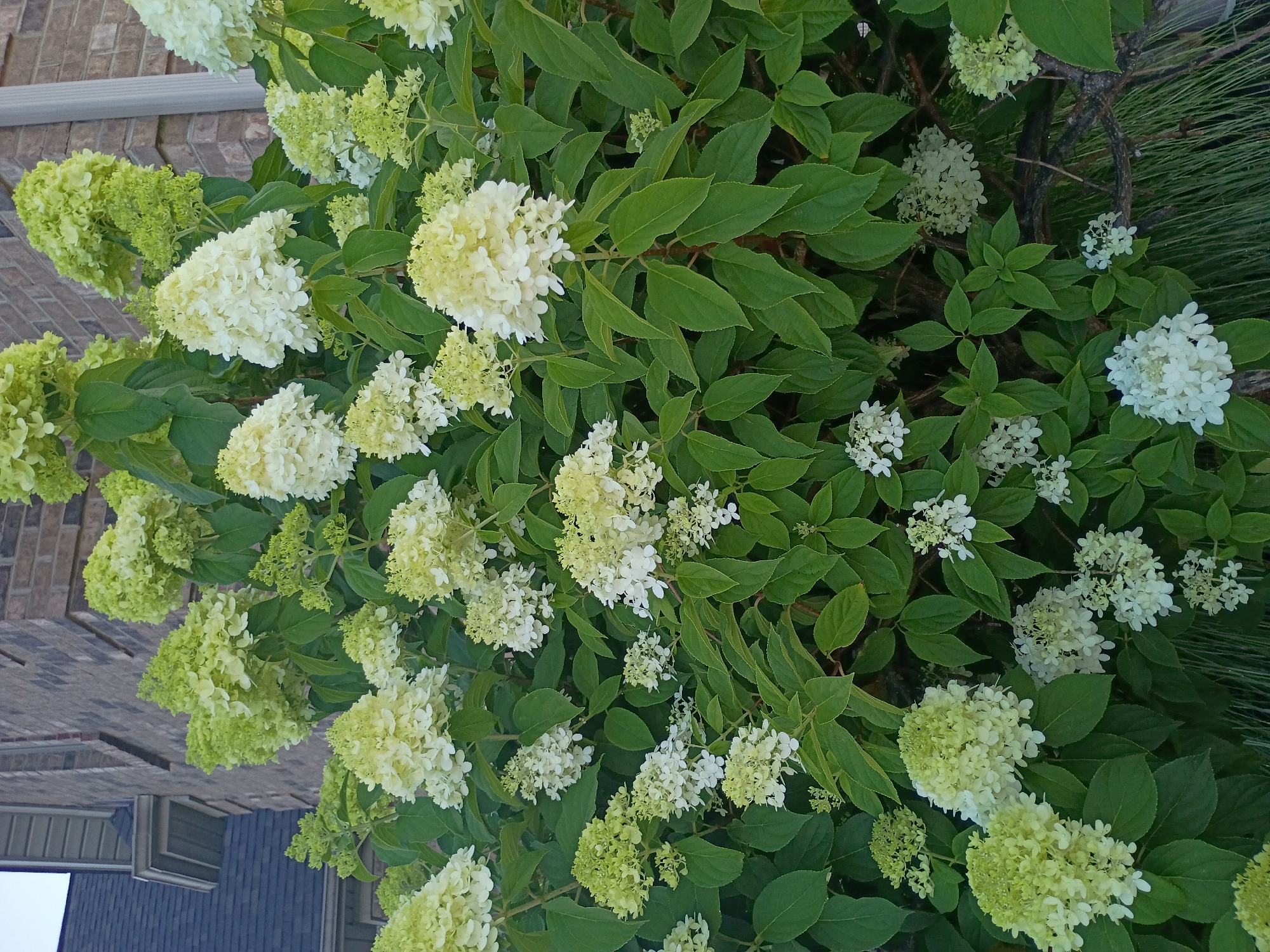 The image displays a dense bush of white and light green hydrangeas in full bloom. The flowers are clustered in cone-shaped and rounded formations, with some appearing to transition from a pale green to white. Lush green leaves form a backdrop to the blooms, some of which are partially obscured by the foliage. In the upper left quadrant of the image, a portion of a brick building with a dark grey roof is visible. The context suggests an outdoor setting, likely a garden or yard, given the presence of the flowering bush and architectural elements. The scene is captured from a medium-distance perspective, focusing on the natural elements of the hydrangeas. The lighting indicates it is daytime, with soft shadows suggesting it might be late afternoon or early morning. No people or animals are present in the frame. The environment appears to be in a suburban or residential area. The location is specified as Nicholasville, United States.