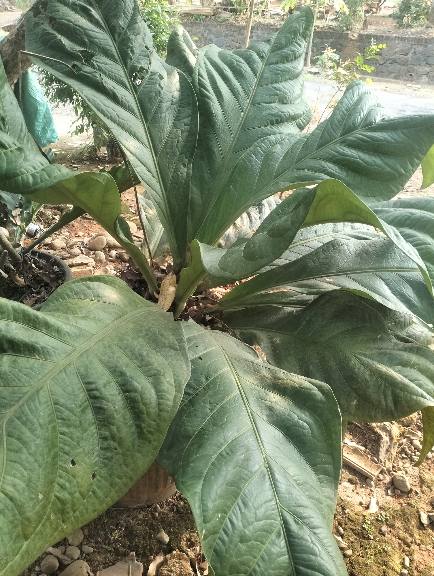A medium shot captures a cluster of large, green leaves of an anthurium plant, a common tropical foliage plant, in Kaligarang, Indonesia. The leaves are broad, deeply veined, and some show signs of minor damage, such as small holes. The plant is situated outdoors, with its base surrounded by loose soil, gravel, and dry leaves. In the background, a blurred view of a stone wall, road, and more vegetation suggests a semi-rural or garden setting. The lighting indicates it is daytime, with shadows indicating sunlight. No people or animals are visible in the frame.