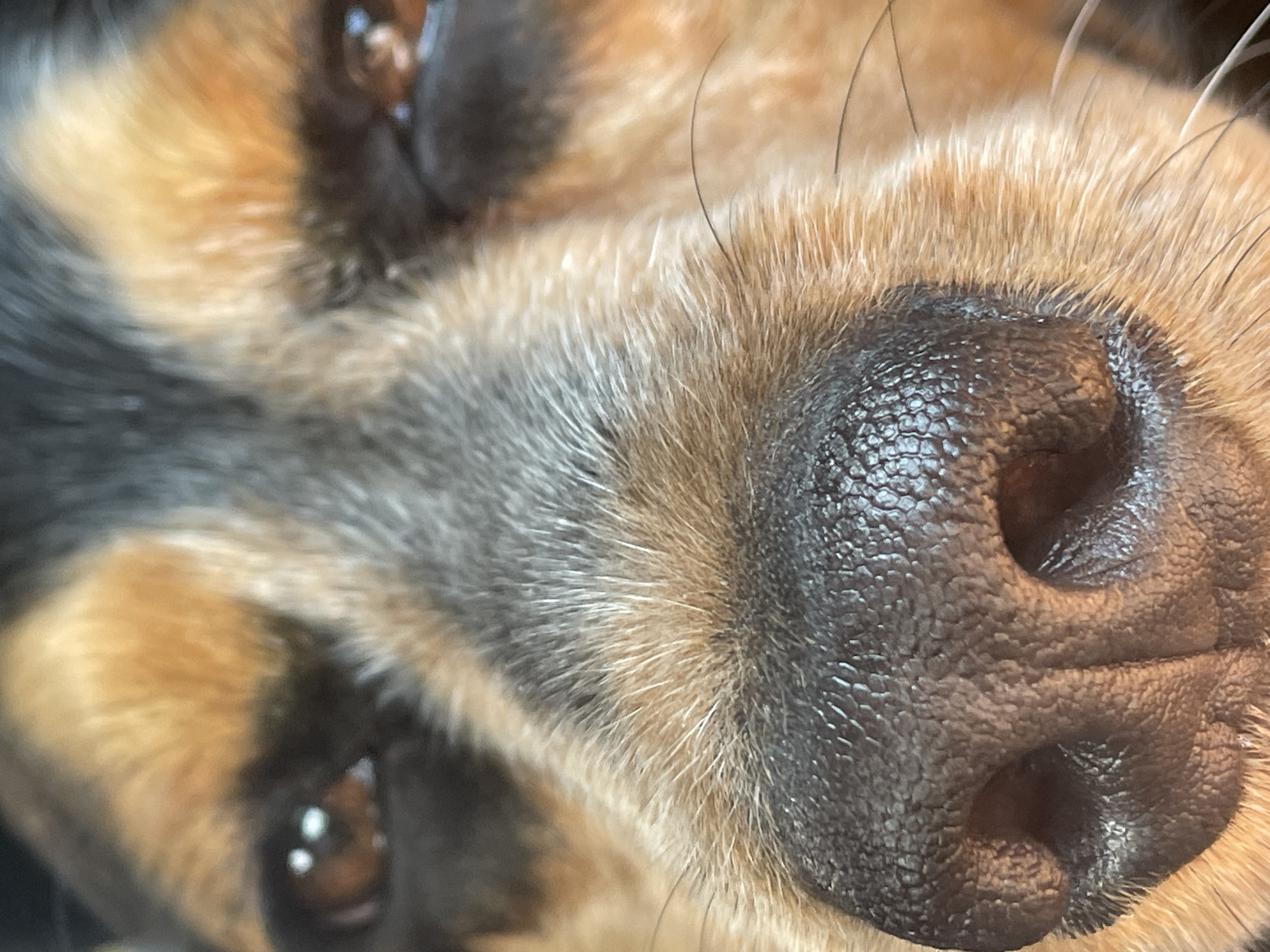 A close-up macro photograph captures the face of a dog, with an extreme focus on its nose and eyes. The dog's fur exhibits a mix of black, tan, and brown hues. The subject's moist, black nose dominates the foreground, showcasing a textured, leathery surface with visible pores and a central vertical crease. Two large, brown eyes are visible, reflecting light and appearing to gaze directly at the camera. The surrounding fur is softly blurred, creating a shallow depth of field. The image is cropped tightly, excluding any environmental context or indications of a specific location within Leninavan, Russia.
