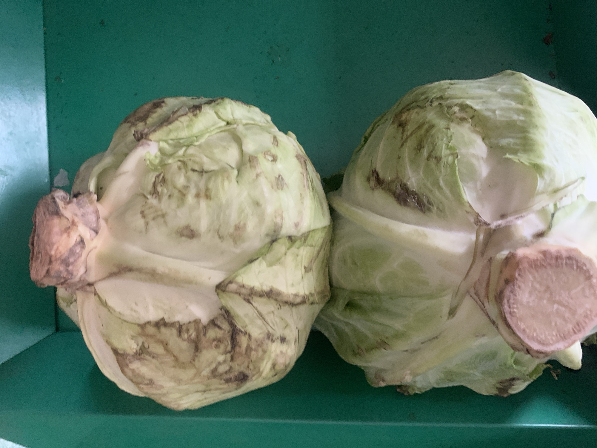 Two heads of iceberg lettuce, showing signs of wilting and some browning on the outer leaves, are placed in a green plastic bin. The bin is positioned outdoors on a surface that appears to be concrete or asphalt. The lighting suggests it is daytime. The image is cropped to focus on the lettuce and the bin, with no other objects or people clearly visible. The scene is likely in a market or an outdoor storage area within the city of Oluawo, Nigeria, given the provided context.