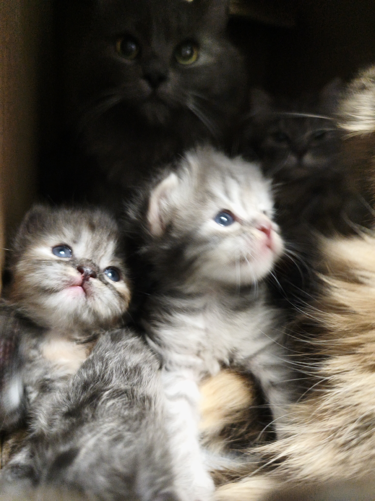 In a dark, indoor environment, possibly a cardboard box, three young kittens are nestled together. A larger, adult cat, predominantly dark gray with green eyes, is partially visible in the background, looking downwards and slightly to the left. In the foreground, two smaller kittens with light gray and white tabby markings and striking blue eyes are positioned close to each other. One kitten faces forward and slightly upward, with its pink nose prominent. The other kitten is to its right, also looking up and to the left, with its face in profile. The overall impression is one of a family of cats in a confined, dimly lit space.