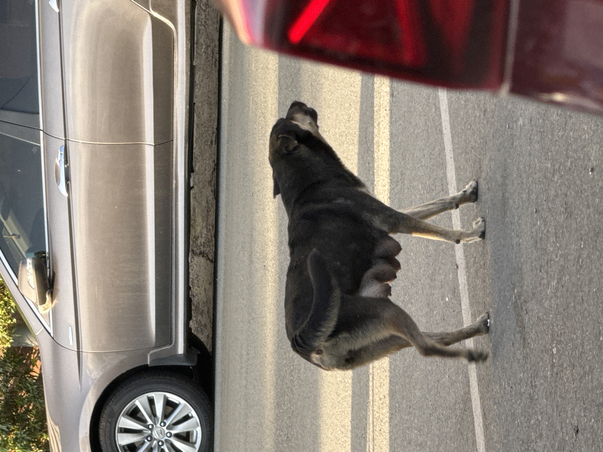 In Da Lat, Vietnam, a medium-sized, dark-colored dog with visible teats is walking across an asphalt road. The dog has a light-colored muzzle and ear tips, and its tail curls over its back. The road appears to be marked with white lines. In the background, the lower portion of a light-colored car is visible, with a black tire and silver wheel. To the right foreground, the back of a red car is partially in frame. The lighting suggests it is either early morning or late afternoon.