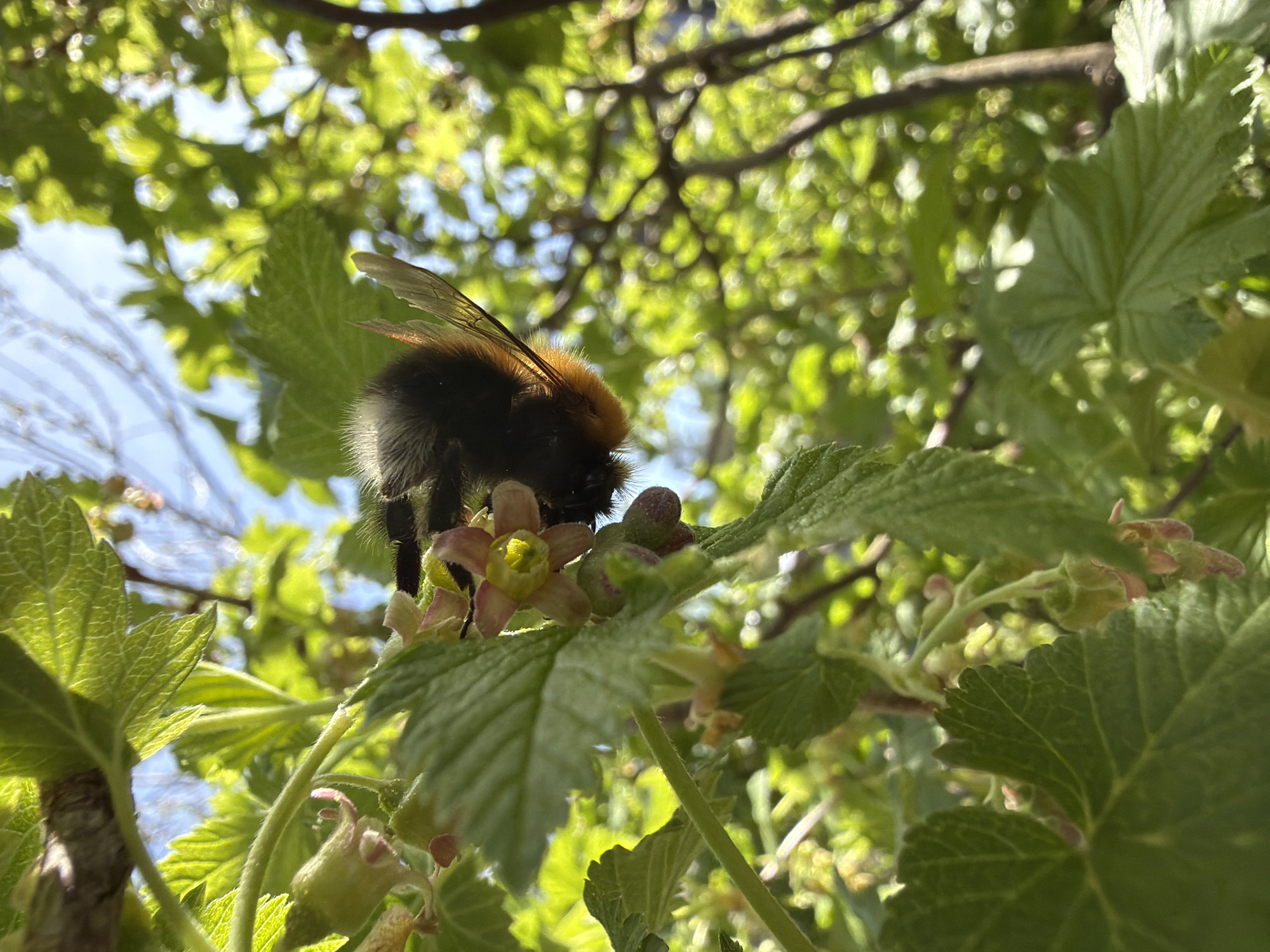 A bumblebee with a black and brown body is perched on a green leaf with a small flower and several green buds. The bumblebee is in focus, while the background is blurred, showing green leaves, branches, and glimpses of a bright blue sky. The scene suggests the presence of vegetation and possibly a garden or natural environment. The location is specified as Уральское, Russia.