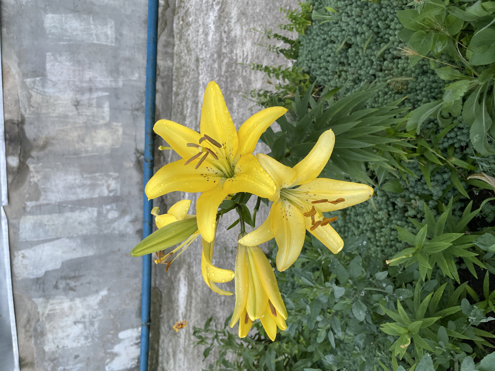 A close-up, slightly high-angle shot captures a cluster of vibrant yellow lily blossoms adorned with water droplets, likely from recent rain, set against a textured, weathered grey concrete wall with a horizontal blue pipe running across it. The lilies are in full bloom, with prominent stamens and dark speckles on their petals. Lush green foliage and a patch of small, dense green succulents form the foreground. The scene appears to be an outdoor garden area adjacent to a building. No people are present. The location is identified as Zarichne, Ukraine.
