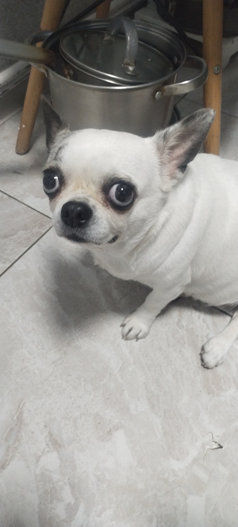 A white chihuahua dog with large, expressive eyes is looking directly at the camera while sitting on a tiled floor. The dog has black ears and a black nose. In the background, a metal pot with a glass lid is visible, supported by wooden legs. The scene appears to be indoors, likely in a home environment, with the floor featuring a light-colored marble tile pattern. There are no people or explicit actions taking place beyond the dog's pose and gaze. The location is not specified within the image or its context as Pisochyn, Ukraine.