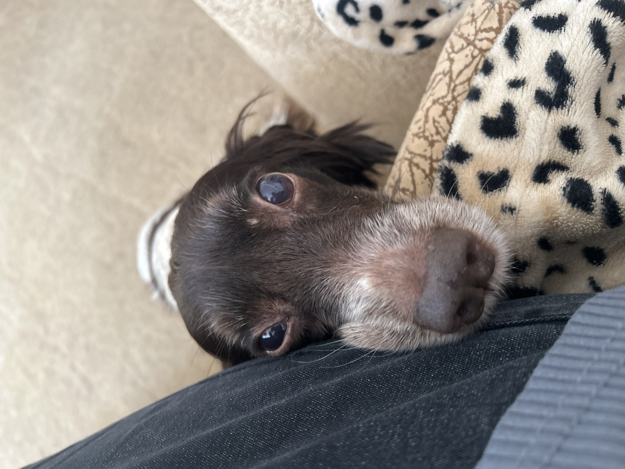 A close-up shot shows a brown and white Springer Spaniel dog resting its head on what appears to be a person's leg, clad in dark denim fabric. The dog's eyes are visible, and it looks like it's lying next to a beige and black spotted blanket or pillow. The background includes a beige surface. The location Фоки, Russia is not relevant to the content of the picture.