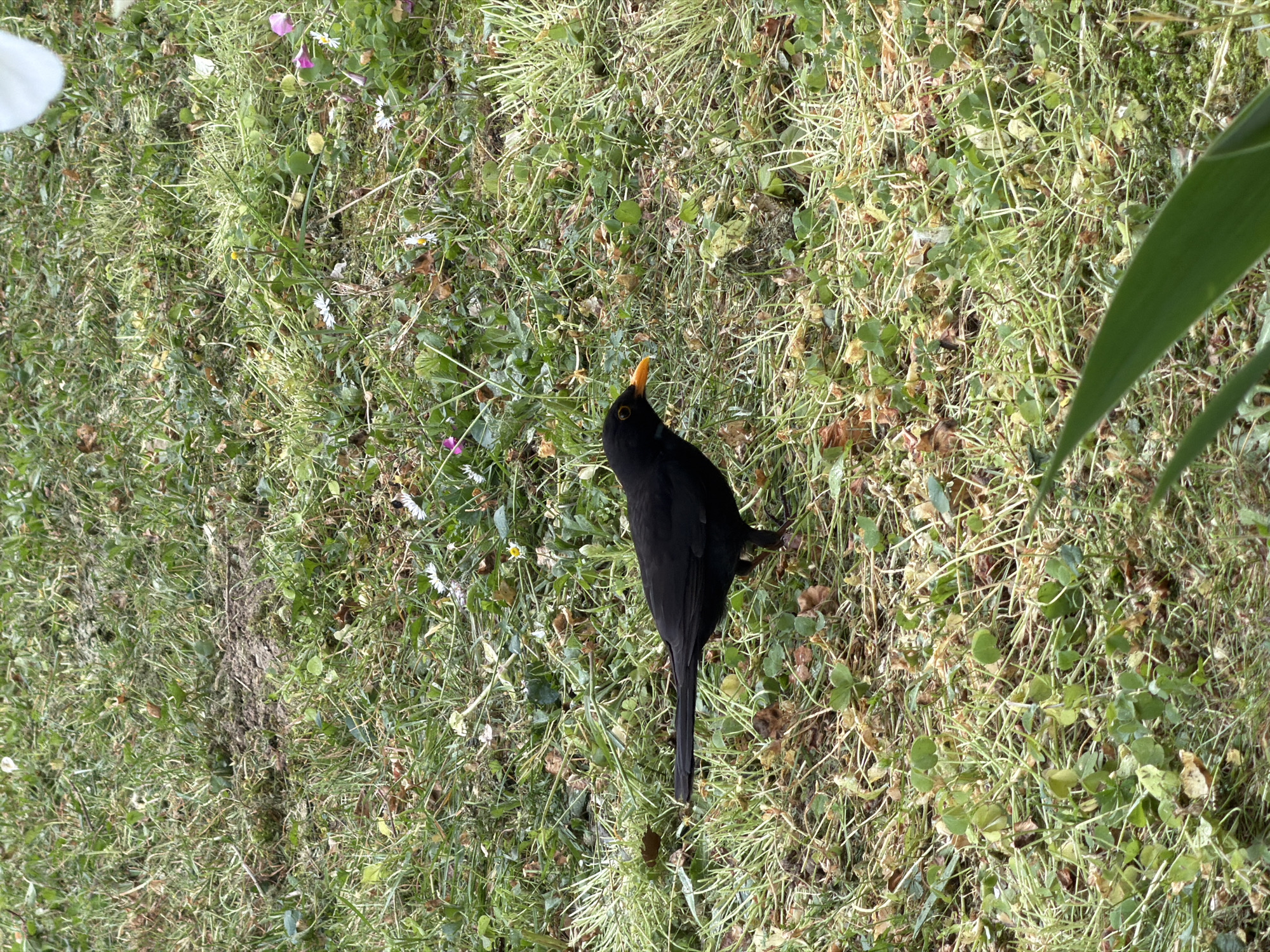 A black bird stands on a patch of grass. The grass also contains clovers and small white flowers. The bird has a yellow beak. The location is undetermined but potentially in Milan, Italy.