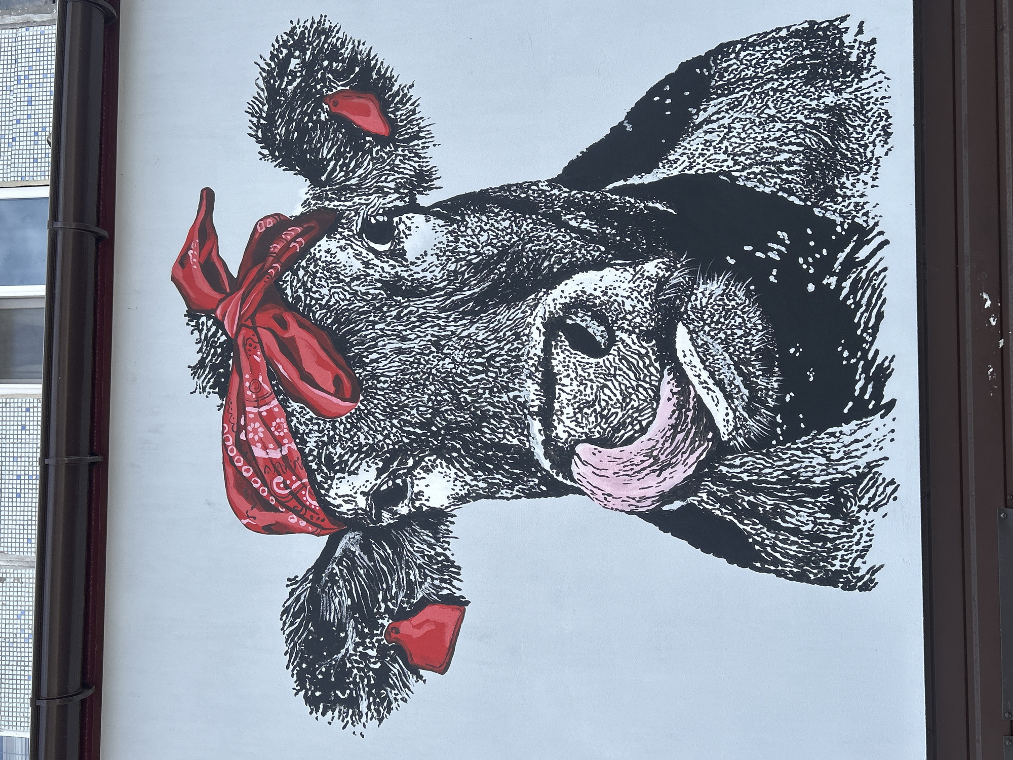 A mural of a cow wearing a red bandana is painted on a white exterior wall. The cow is black and white with a pink tongue sticking out. Red ear tags are visible. Above the mural, a dark brown gutter runs horizontally, and a building with a tiled facade is visible. The bottom of the mural is bordered by dark brown wooden planks. The location is Bila Tserkva, Ukraine.