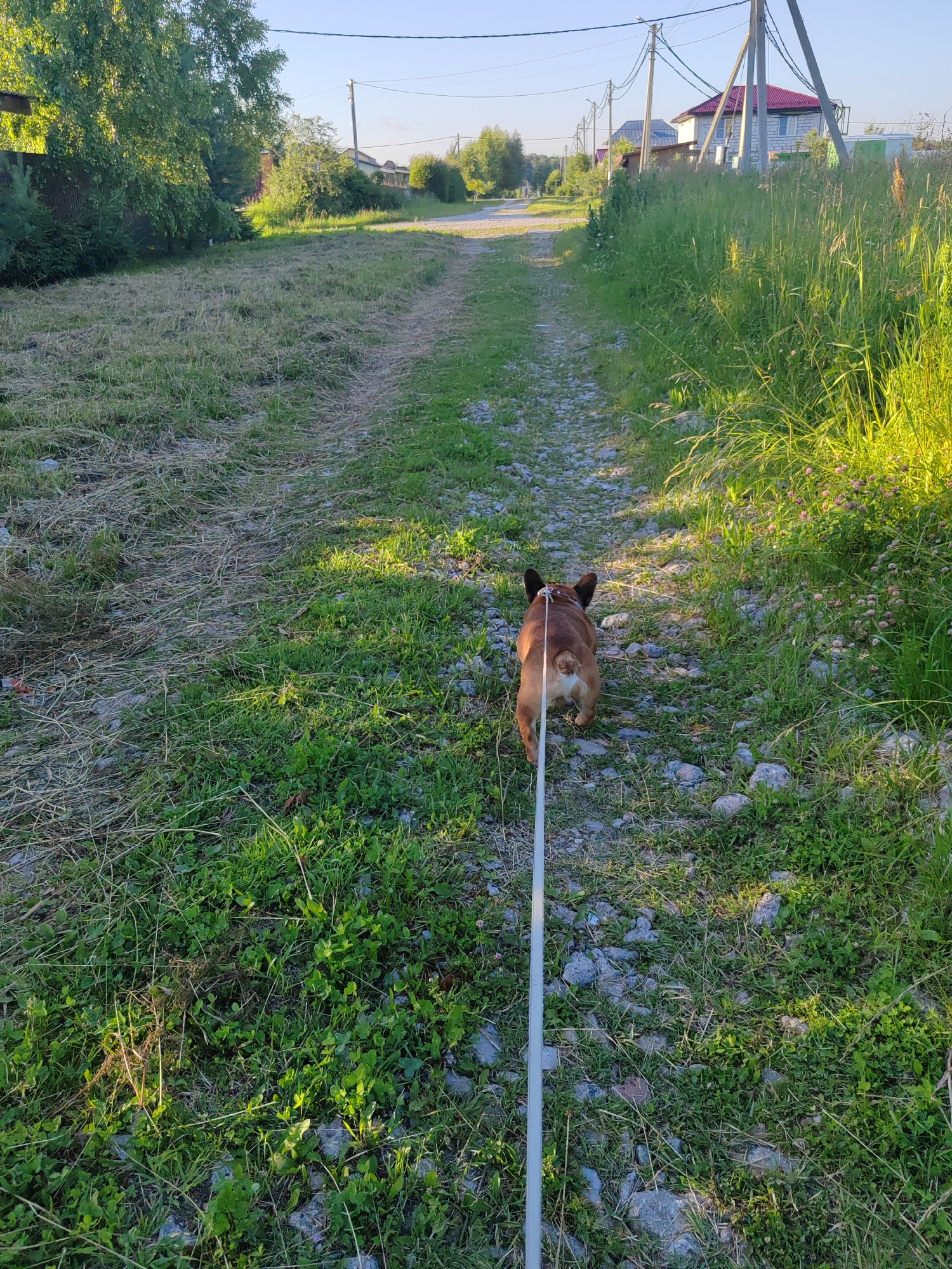 The image depicts a French Bulldog walking on a gravel path with a white leash. The dog is viewed from behind, with its brown fur and white markings on its hindquarters. The path is bordered by lush green grass, with some areas of dry, mown grass. In the background, there are trees, houses with red roofs, and utility poles with power lines, suggesting a rural or suburban setting. The lighting indicates it is a sunny day, likely late afternoon or early evening, given the warm golden light illuminating the grass. The overall atmosphere is peaceful and serene, with a focus on the dog's leisurely walk in a natural environment. There is no visible text in the image.