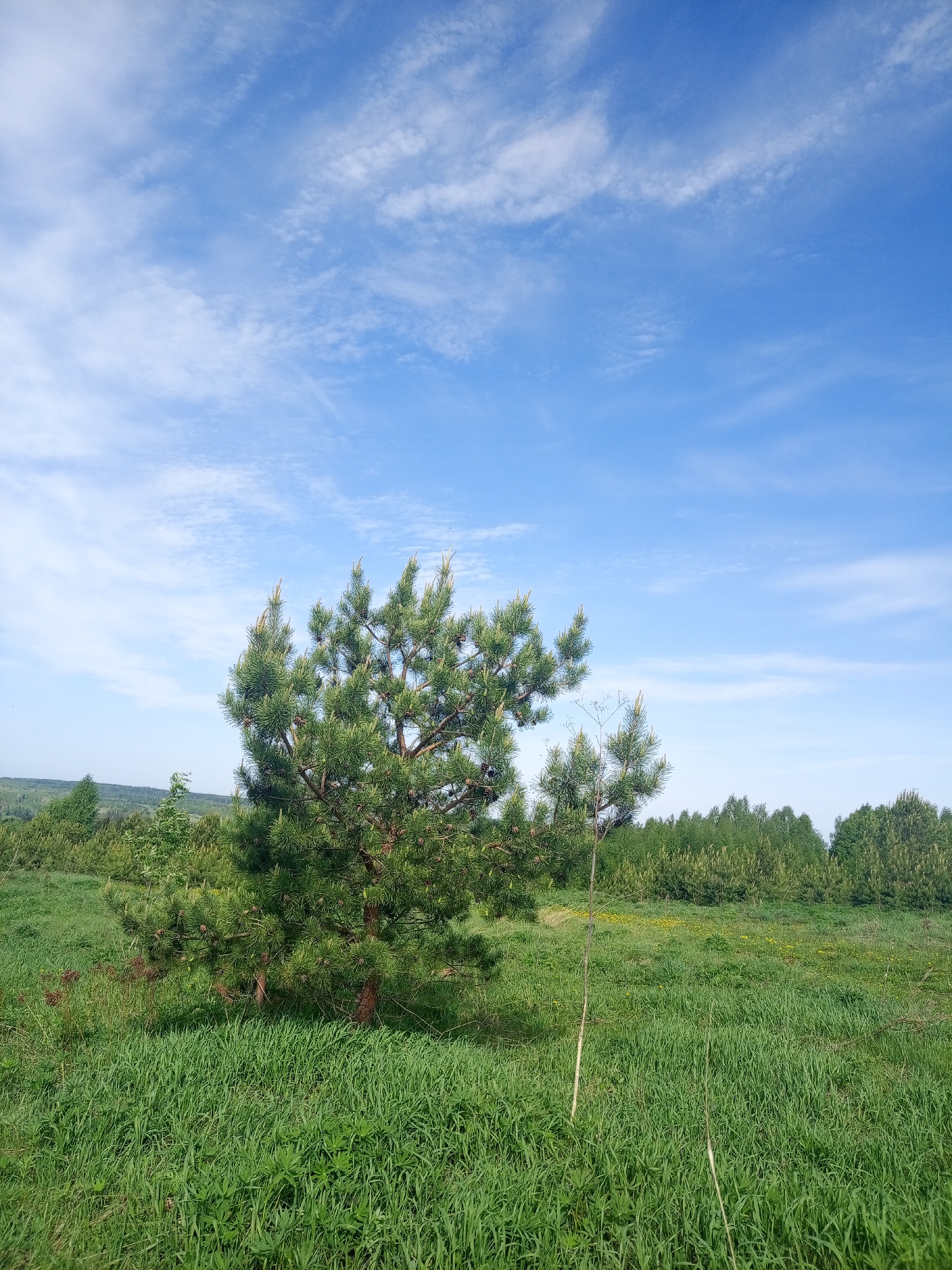 The image depicts a rural scene in the Ural'skoe area of Russia. A solitary pine tree dominates the foreground, set amidst a field of tall, green grass. In the background, a line of trees indicates the edge of a wooded area or forest. The sky is blue with scattered white clouds. No people or animals are visible. The overall impression is one of a natural, undeveloped landscape.