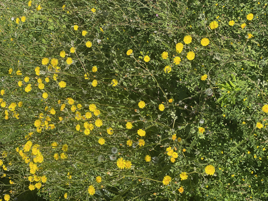 The image displays a dense field of vegetation primarily composed of green foliage and a multitude of bright yellow composite flowers, located in Urbanización Ciudad Quesada, Spain. Over a hundred individual yellow flowers, each featuring numerous radiating petals, are prominently visible. The green vegetation includes slender stems, various leaf shapes with some exhibiting serrated margins, and several spherical white seed heads consistent with mature dandelion-type plants. The scene is illuminated by natural daylight. No individuals, animals, or artificial structures are present within the frame.