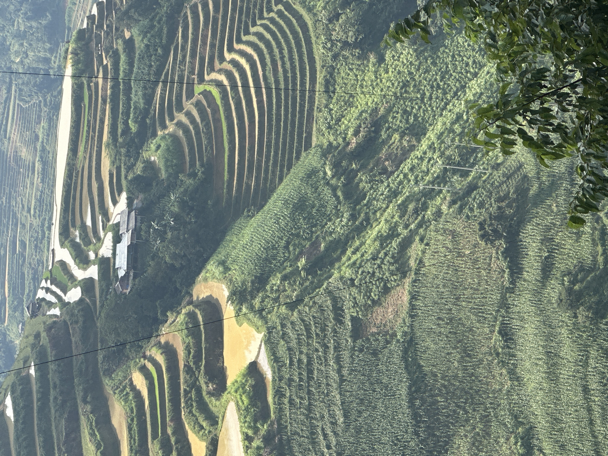 This image depicts terraced rice fields in Mậu Duệ Commune, Vietnam. The terraces are carved into the hillsides and follow the contours of the land. Some terraces are filled with water, indicating recent planting or irrigation, while others are dry or planted with green vegetation. A structure resembling a building with a corrugated metal roof is visible among the terraces. Power lines traverse the landscape. The overall environment is lush and green, with a mix of cultivated fields and natural vegetation. A leafy branch is visible in the top right corner.