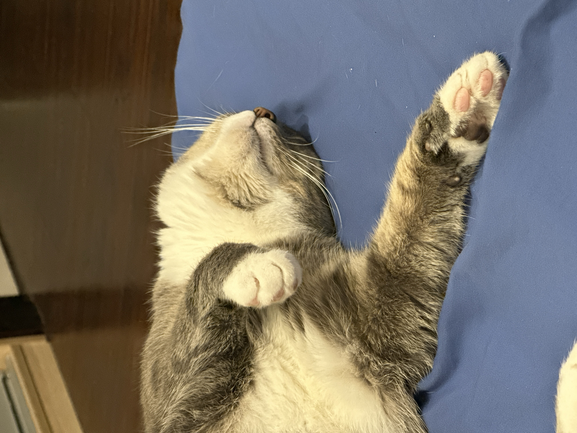 A grey and white cat is sleeping on its back on a blue surface. The cat's paws are curled up towards its chest, and its head is tilted to the side, showing its whiskers and nose. One of the cat's front paws is visible, with pink toe beans. Another paw is extended out to the right, also showing pink toe beans. The background is blurred, but appears to be a wooden floor and furniture. The scene takes place indoors.