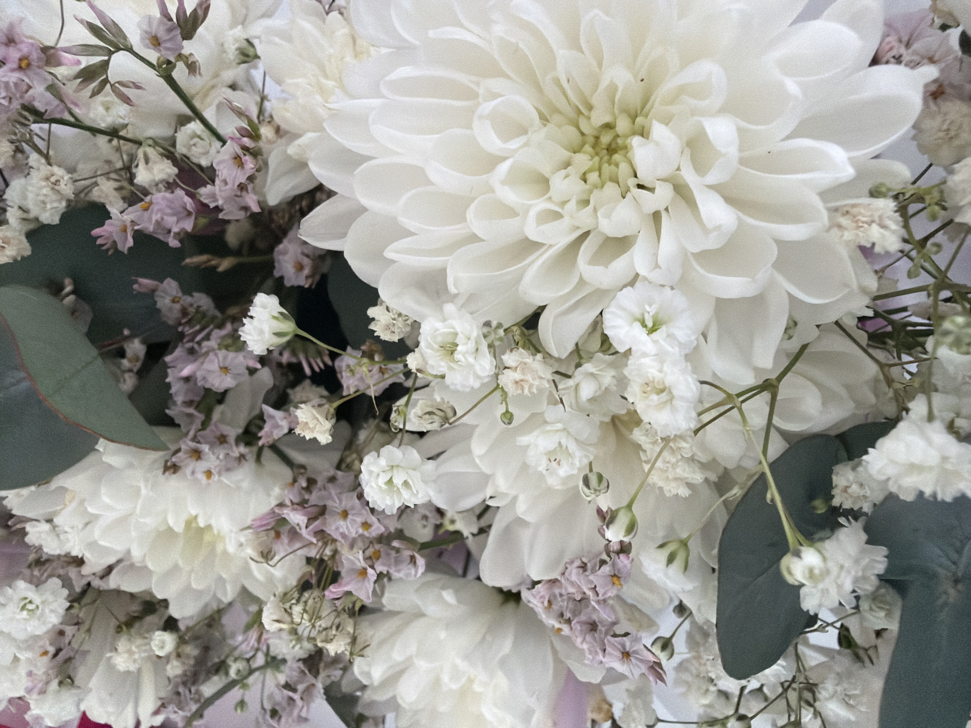 This is a close-up, overhead shot of a bouquet of white and light purple flowers, with some greenery interspersed. The primary subjects are the flowers themselves, which are predominantly large, white dahlias with many layered petals. There are also smaller, delicate white flowers, possibly baby's breath, and clusters of small, star-shaped light purple flowers. The greenery appears to be eucalyptus leaves, with their characteristic dusty green color and oval shape. The arrangement is dense, with flowers filling the frame and obscuring any background.
The lighting suggests it is daytime, likely indoors given the soft, diffused light and absence of harsh shadows. There are no people or animals present, and no discernible activity other than the arrangement of the flowers. The overall impression is one of softness, elegance, and natural beauty. The focus is sharp on the flowers, highlighting their textures and intricate details, with a slight bokeh effect in the background. There is no visible text within the image. The composition is very tight, with the edges of some flowers extending beyond the frame, emphasizing the abundance of the bouquet. The colors are muted, with the whites and pale purples creating a serene and gentle aesthetic.