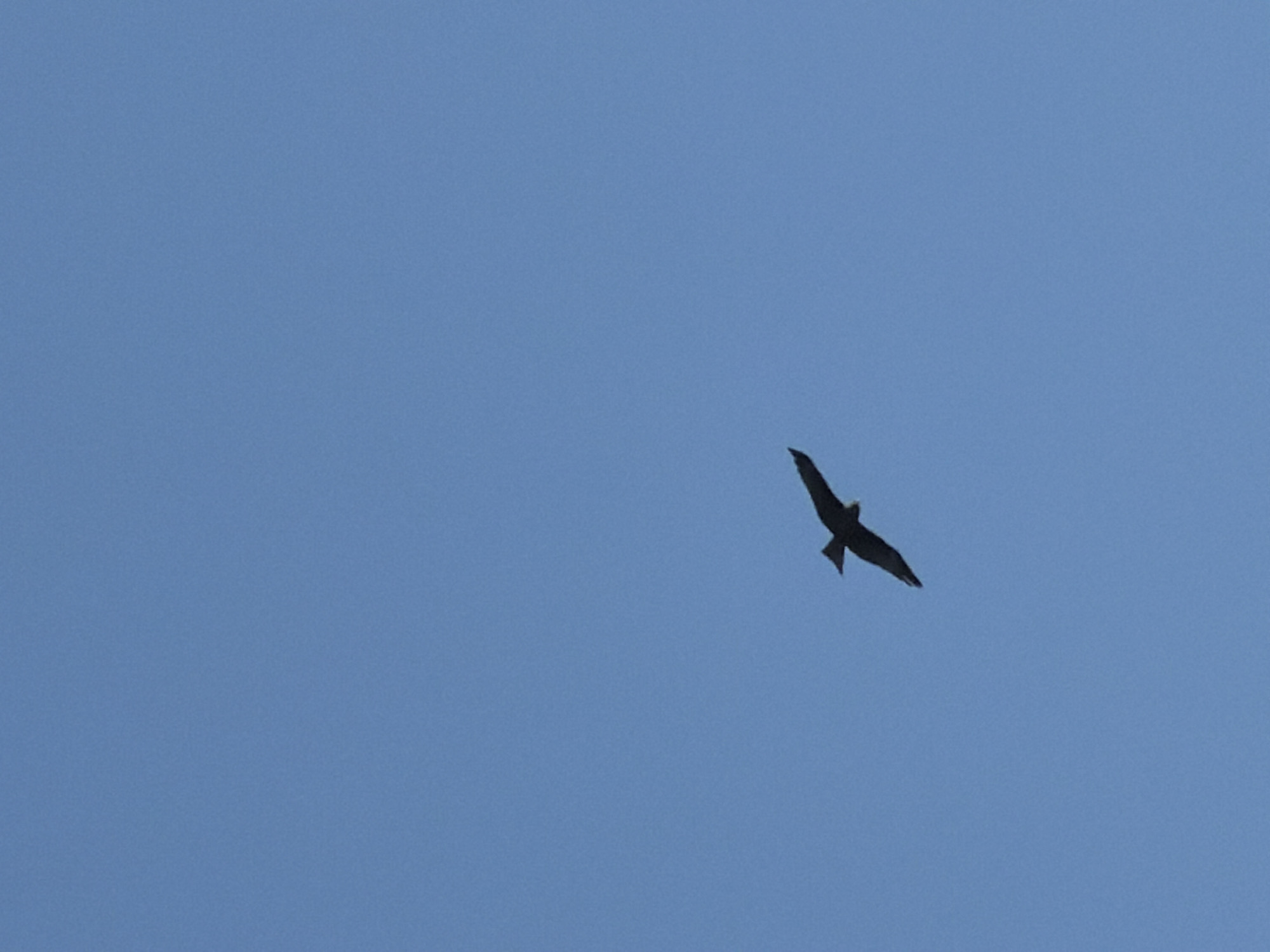 A single bird is in flight against a clear blue sky. The location in Chaikovsky, Russia, is not evident from the image.