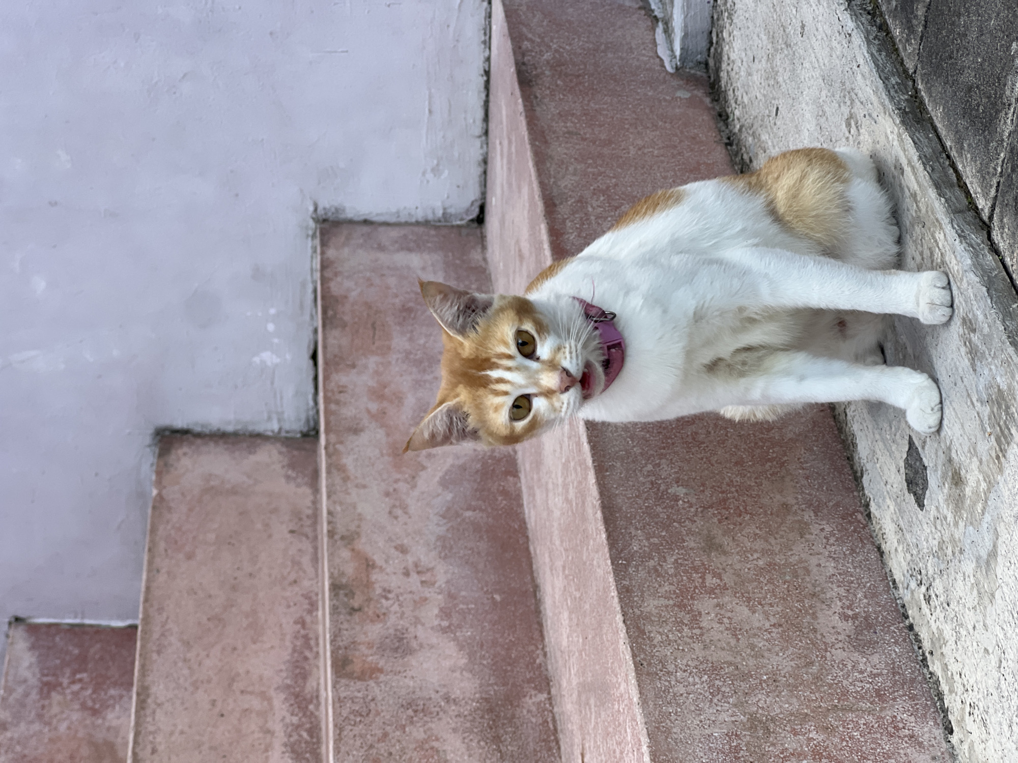 A ginger and white cat with yellow eyes and a pink collar sits on concrete steps in front of a light purple wall. The cat is facing forward with its mouth slightly open, showing its tongue. The steps are made of rough, pinkish-red concrete. To the left of the cat, several steps are visible, leading upwards. The wall behind the cat is textured and painted light purple. The scene appears to be outdoors, likely in a residential or public area.