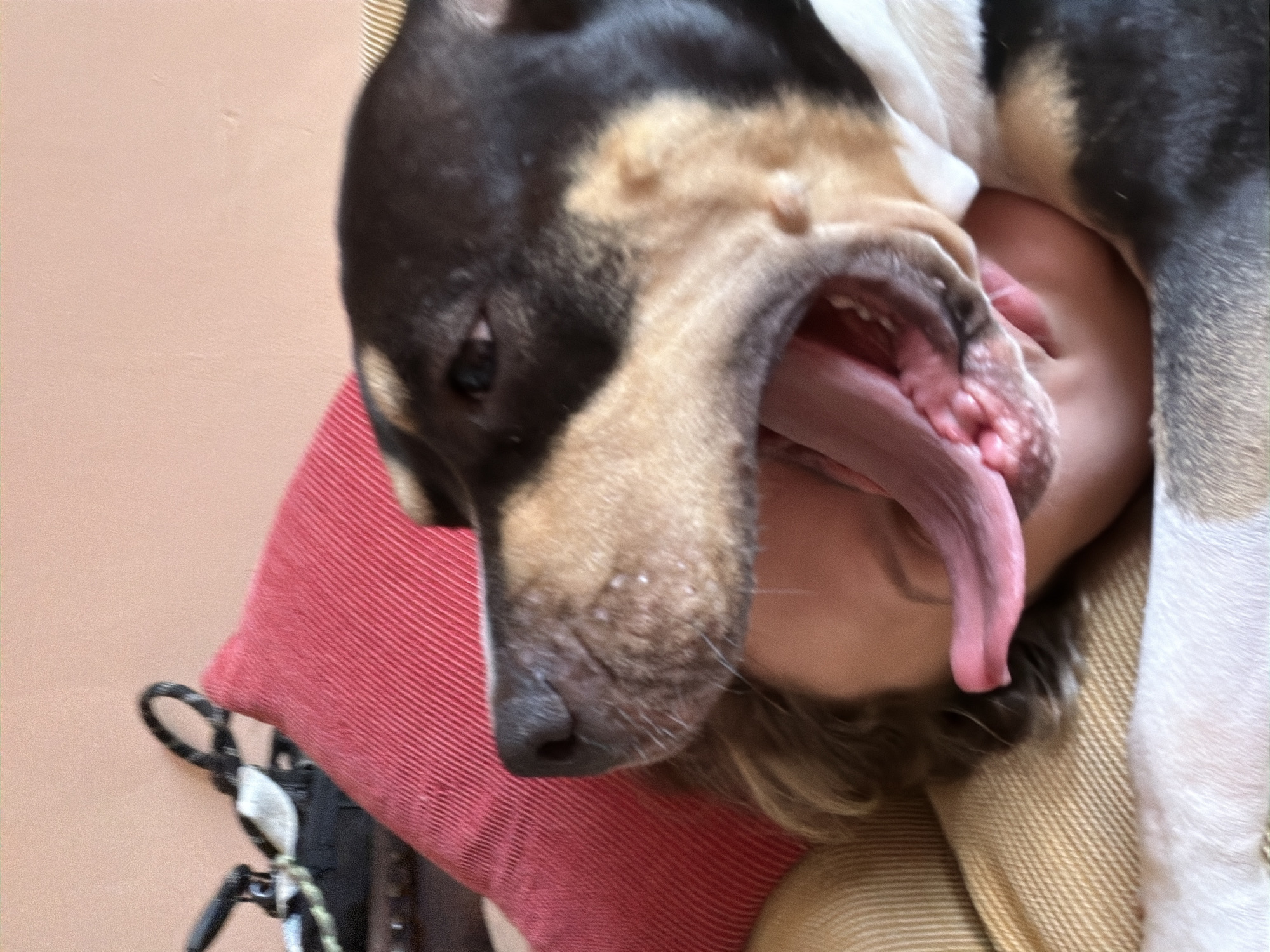 A tan-skinned person lies with their face near the open mouth of a black and tan dog. The dog's pink tongue is extended out of its mouth. A red cushion and a black leash are visible in the background. The location is not discernible from the image.