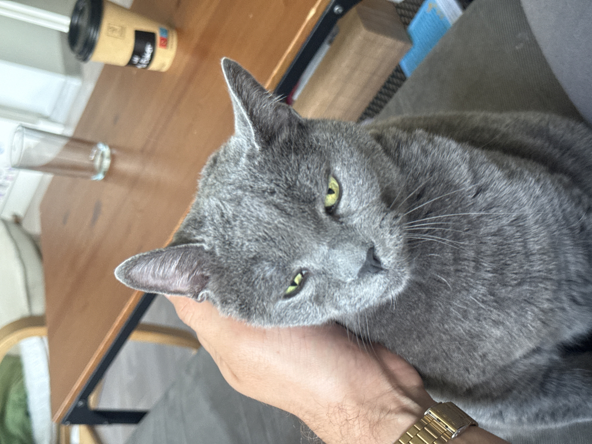 A medium shot shows a gray cat being petted by a person. The cat has short fur, pointed ears, and yellow-green eyes. The person's hand is under the cat's chin, and a gold watch is visible on the person's wrist. The background includes a wooden table with a coffee cup and a glass on it, along with part of a chair. The image appears to be taken indoors. It is impossible to determine if this scene is in Sofia, Bulgaria without additional information.
