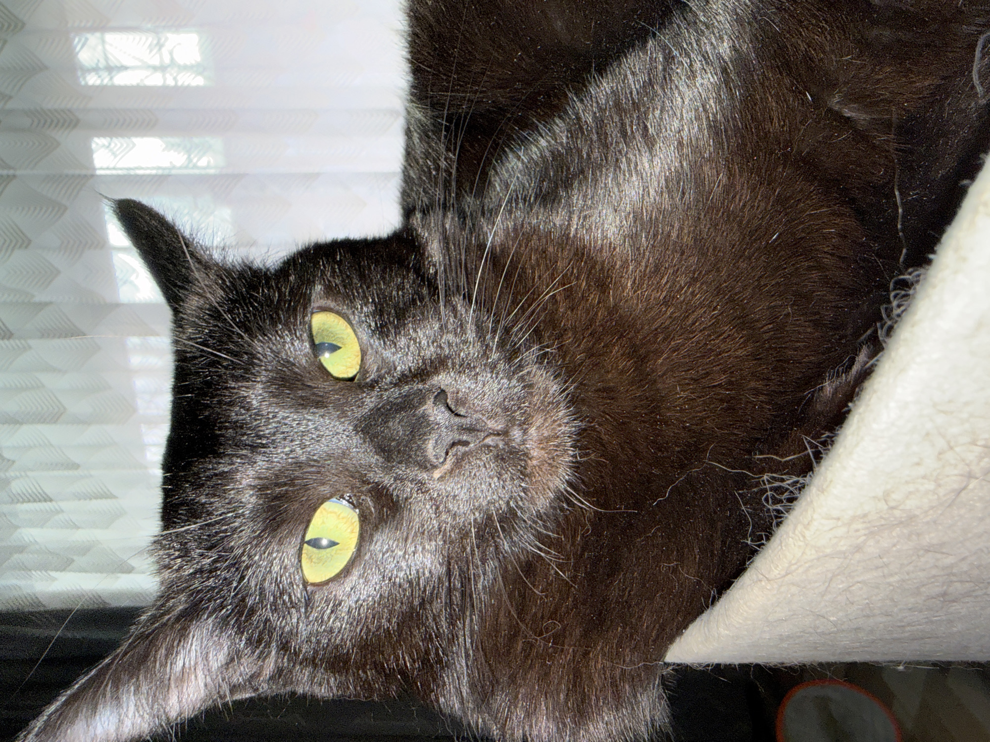 A close-up shot of a dark, possibly black, cat with yellow-green eyes looking directly at the camera. The cat's face is centered in the frame, tilted slightly. Part of a light-colored, possibly white, surface is visible on the right side of the frame, and there is a window blind visible in the upper left. The environment is indoors and the light quality is fairly bright. There is no specific visual evidence to suggest the location is Votkinsk, Russia.
