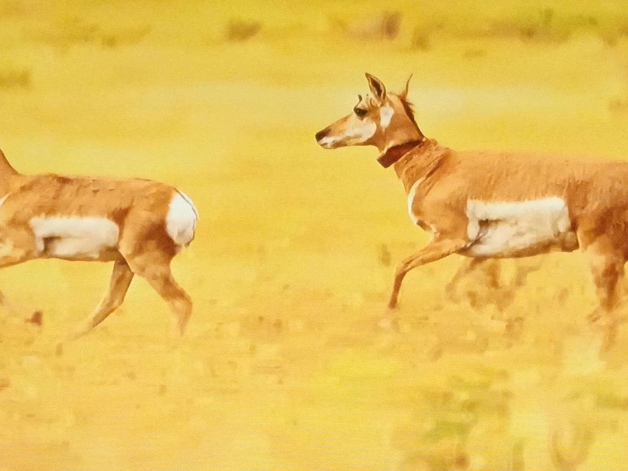 The image features two pronghorn antelopes running across a yellow field. The antelope on the right is in full view, while only the back half of the other antelope is visible on the left. The environment is predominantly yellow, with minimal detail. There are no indications that this image was taken in Juan Griego, Venezuela.